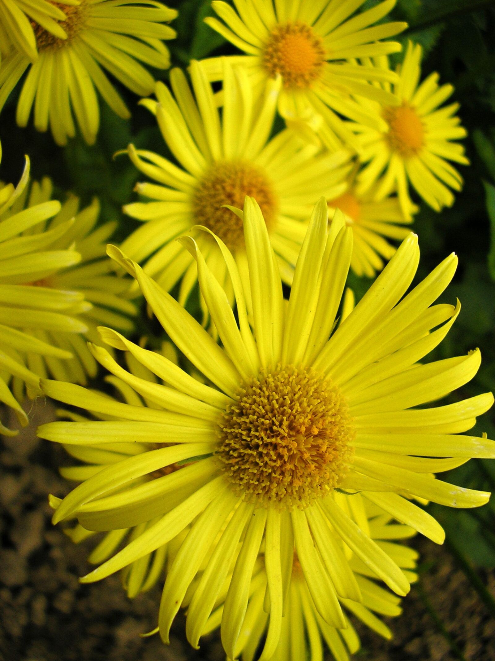 Olympus X100,D540Z,C310Z sample photo. Flowers, garden, plant photography