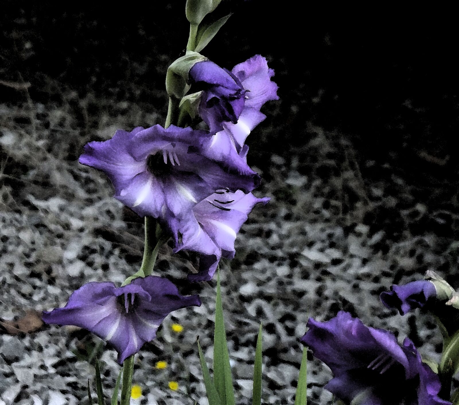 Fujifilm FinePix S2995 sample photo. Flower, nature, spring photography