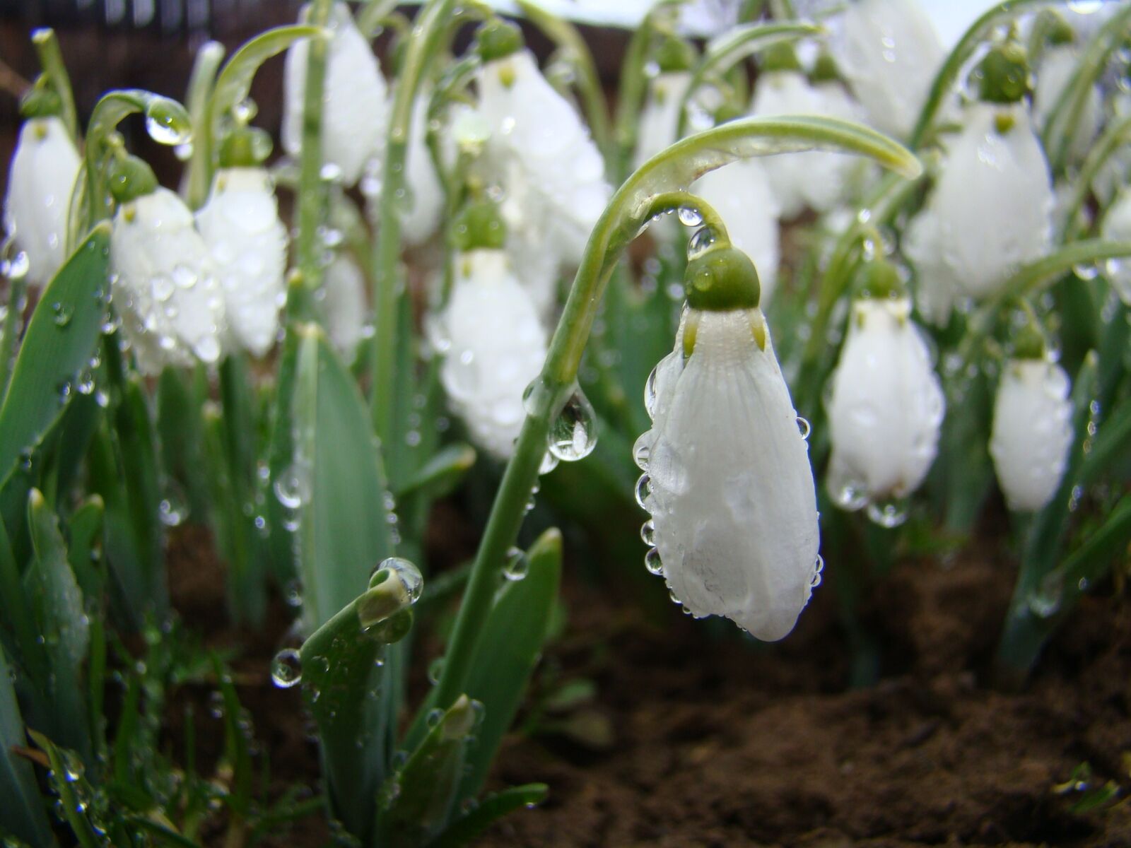 Sony DSC-H9 sample photo. Snowdrops, white, nature photography