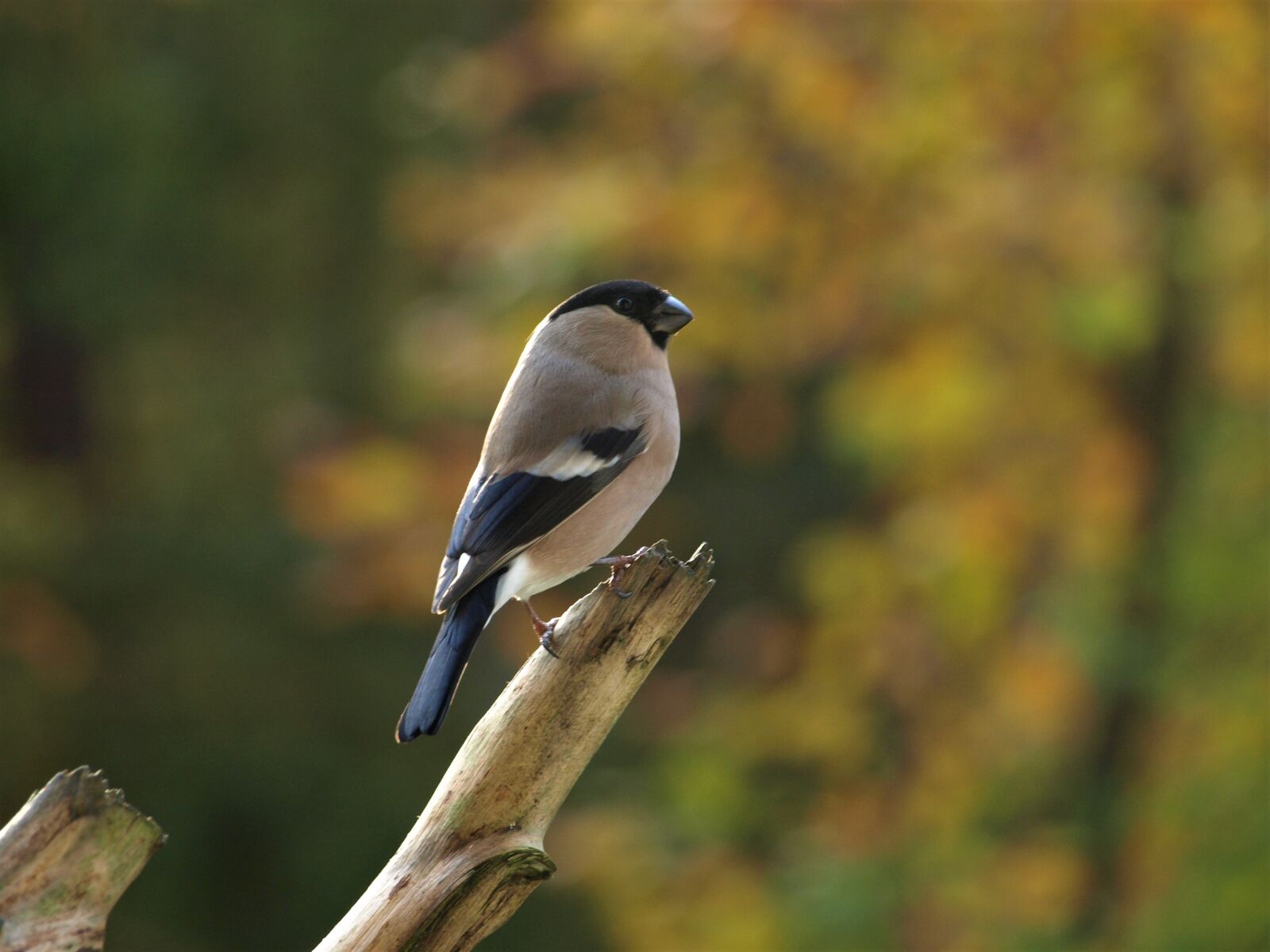 Olympus E-510 (EVOLT E-510) sample photo. Bullfinch female, gimpel, bullfinch photography