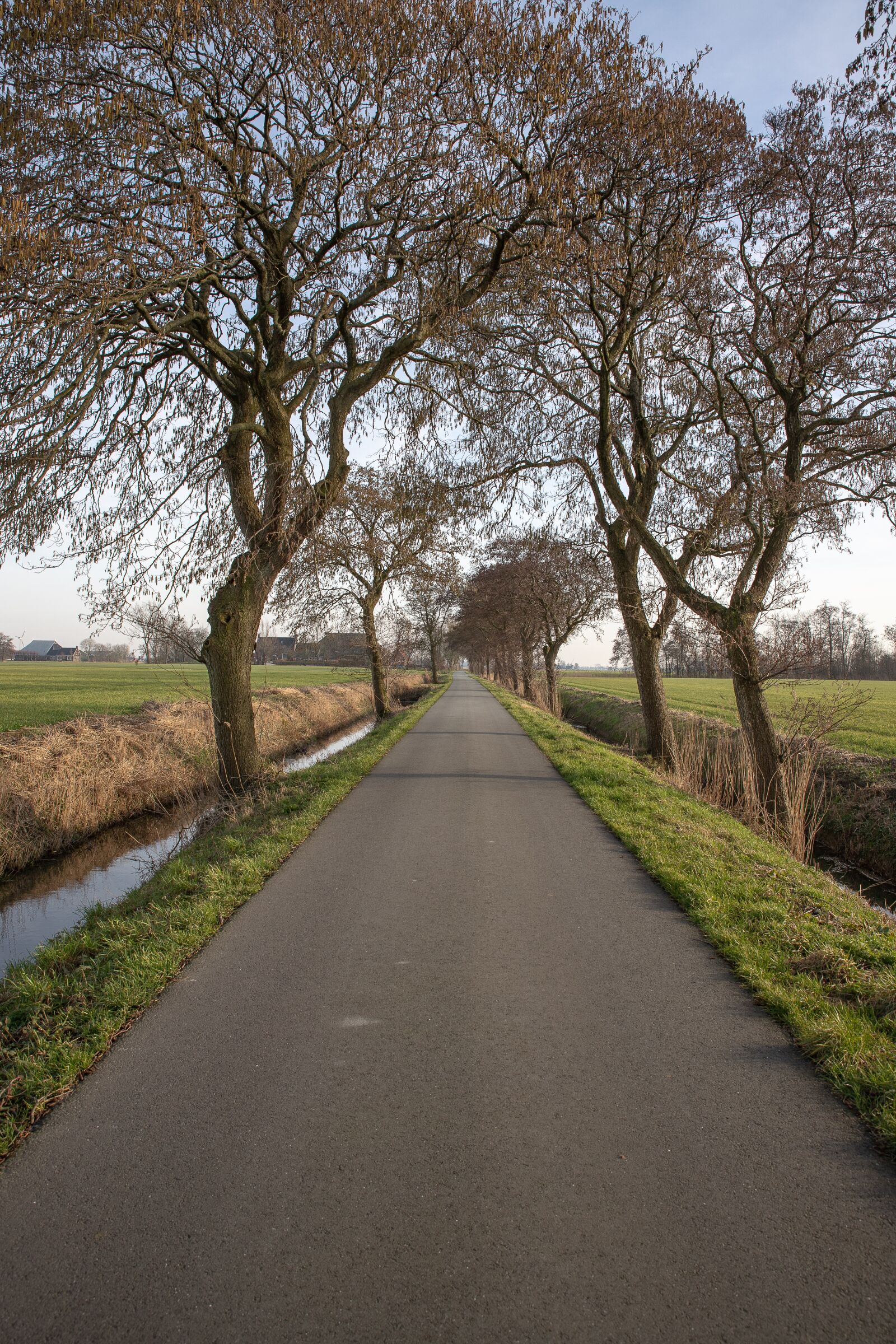 Canon EOS 6D Mark II sample photo. Road, landscape, trees photography