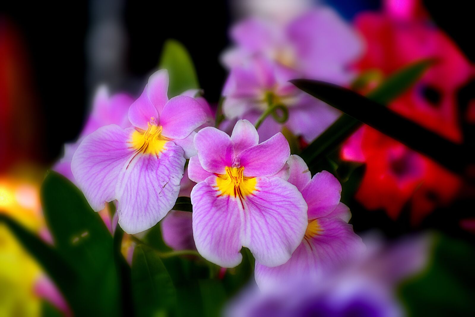 Nikon D3400 sample photo. Orchid, flower, spring photography
