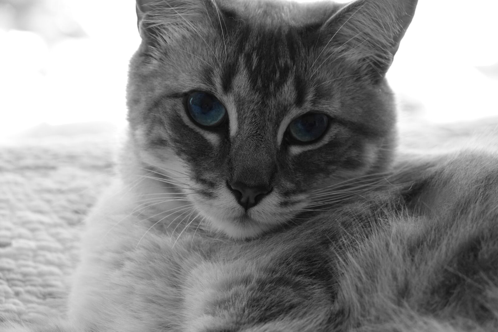 Sony Cyber-shot DSC-RX10 IV sample photo. Cat, kitten, pet photography