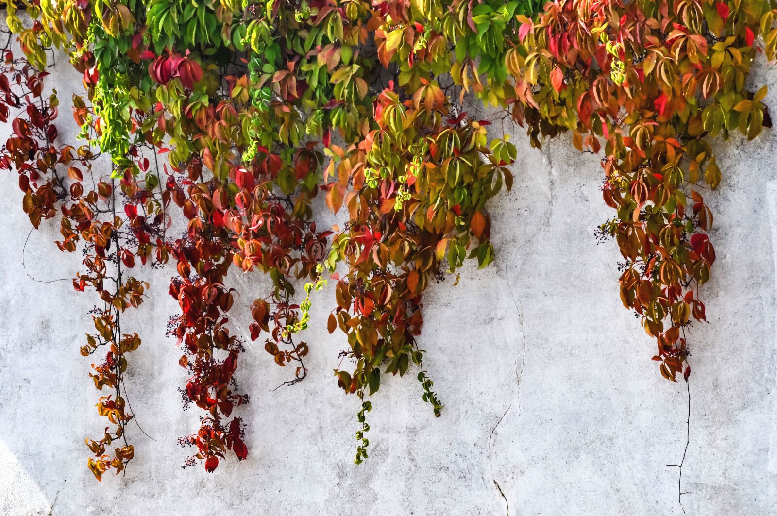 Nikon D90 sample photo. Leaves, autumn, nature photography