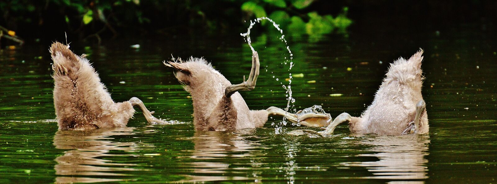 Nikon D3200 sample photo. Swans, young animals, diving photography
