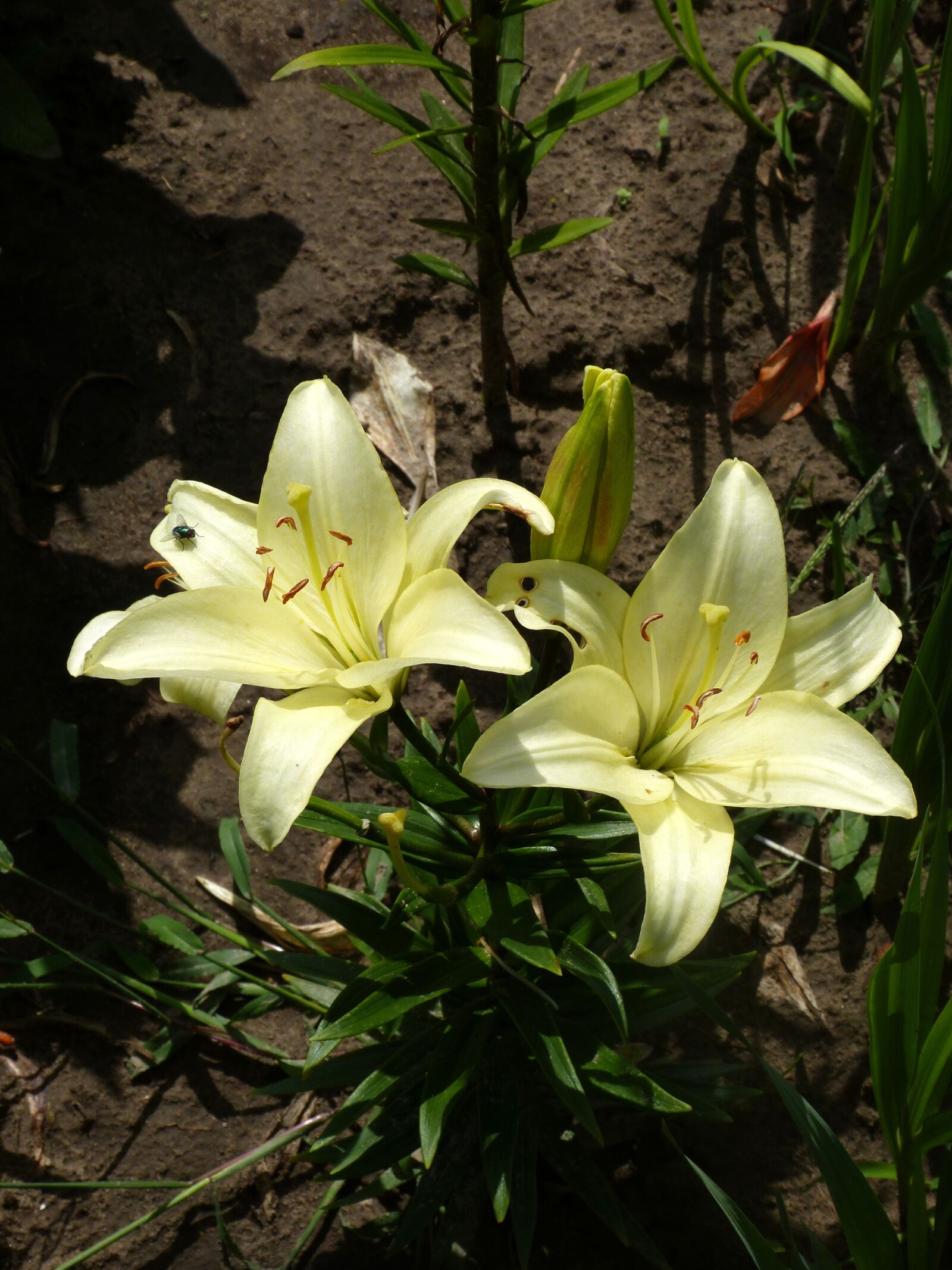 Panasonic Lumix DMC-FZ150 sample photo. Flower, nature, plant photography