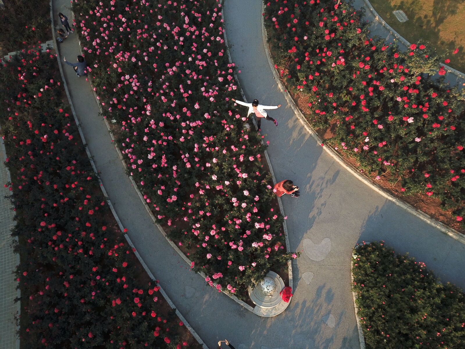 DJI FC220 sample photo