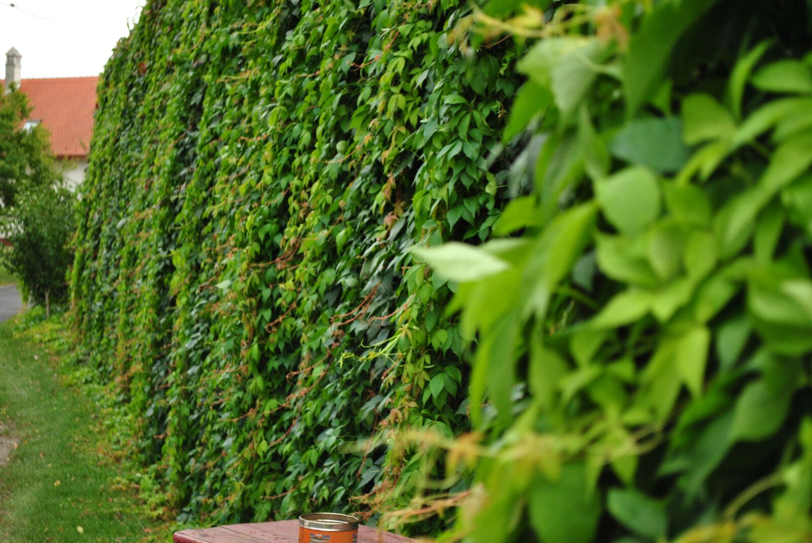 Nikon D3000 sample photo. Green cascade, wild grapes photography