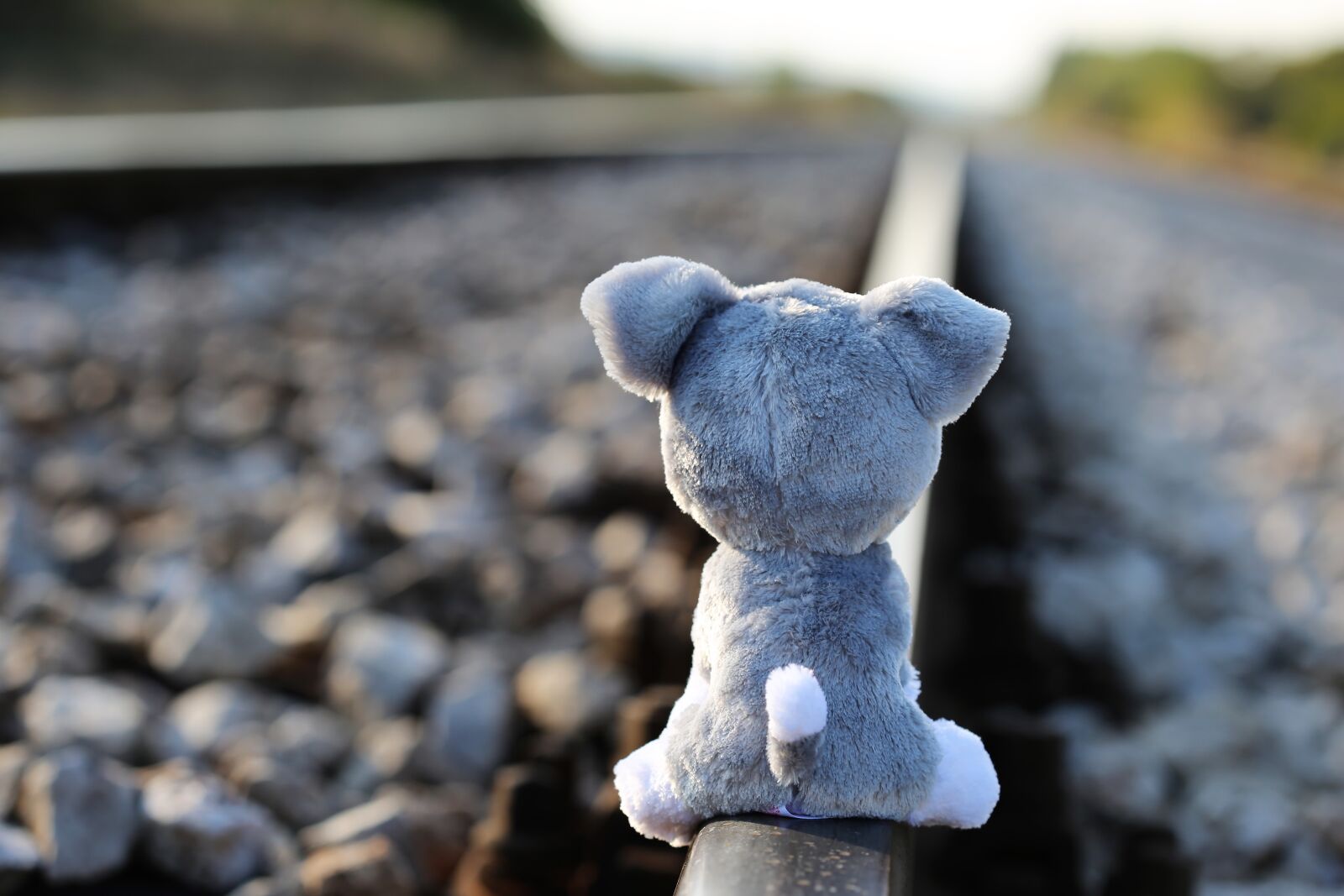 Canon EOS 6D + Canon EF 100mm F2.8 Macro USM sample photo. Stop children suicide, teddy photography