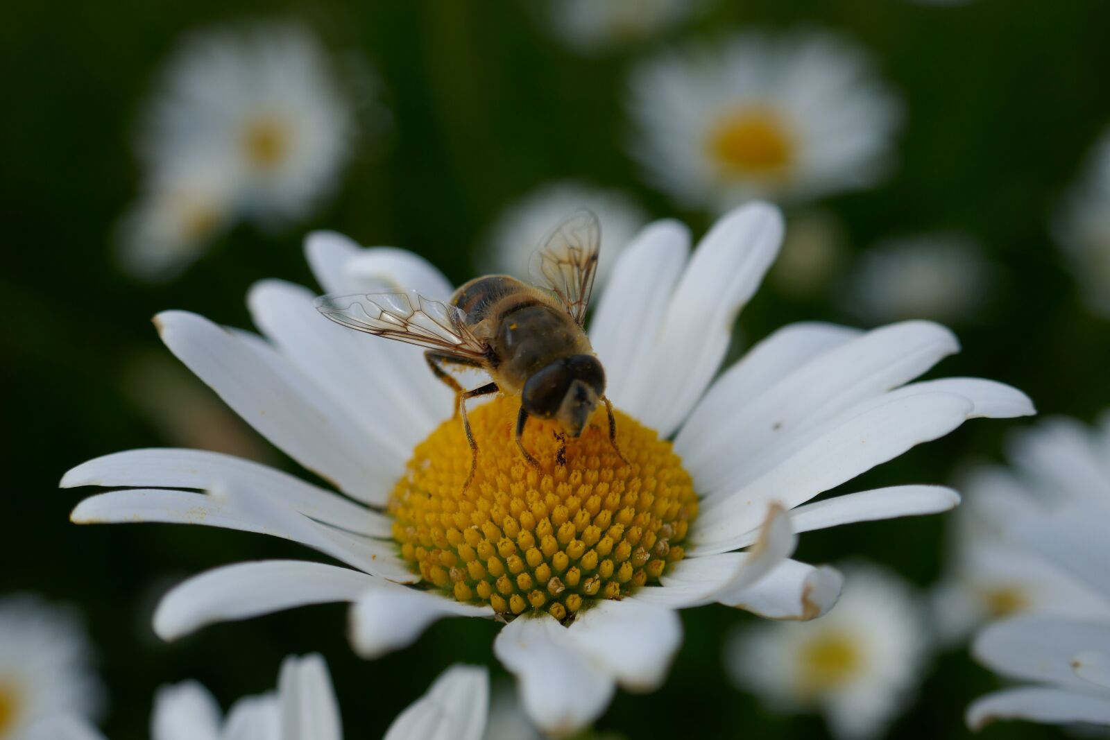 Panasonic DMC-TZ101 sample photo. Marguerite, bee, pollination photography