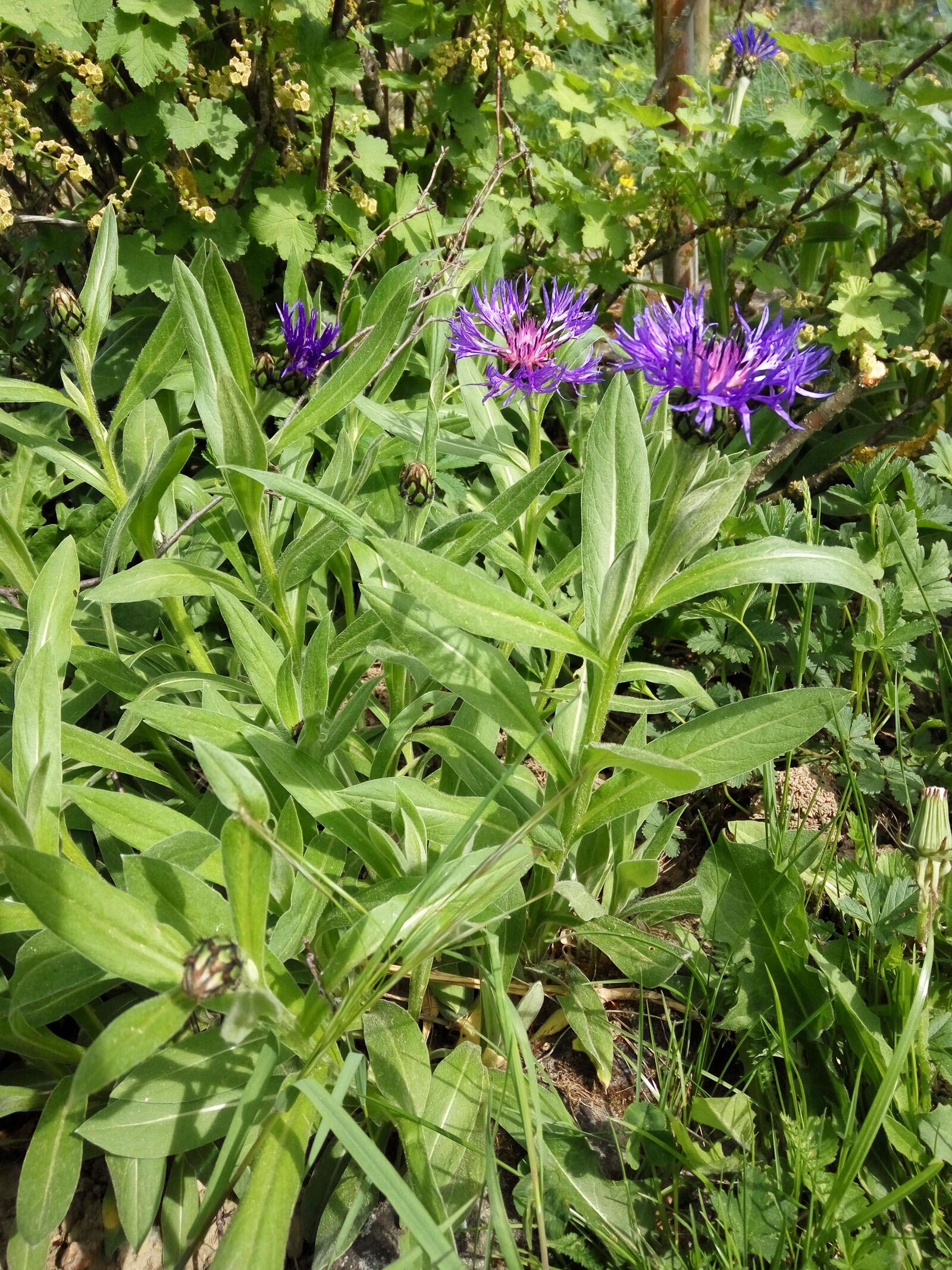Xiaomi HM Note 2 sample photo. Cornflowers, nature, summer photography
