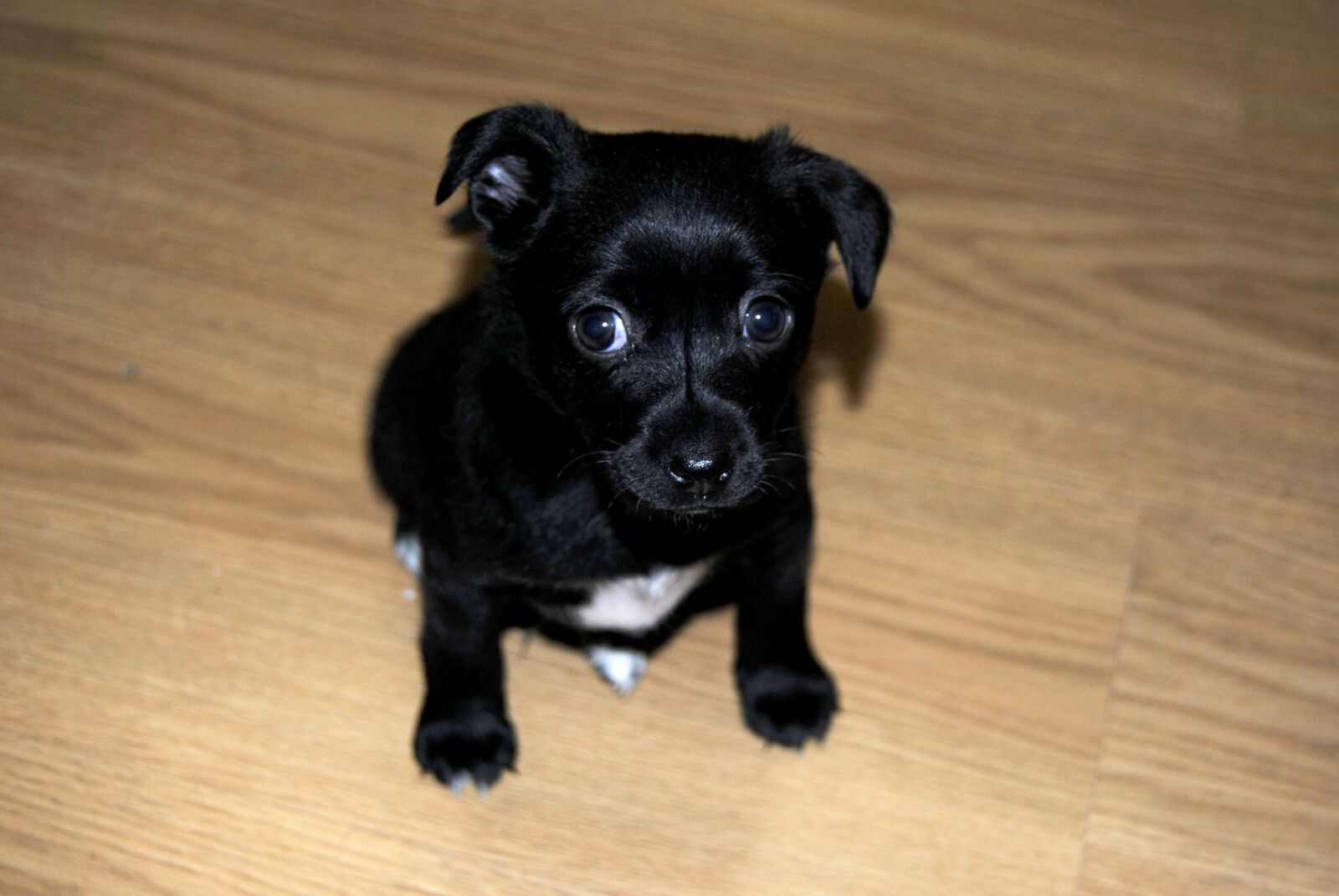Nikon D3000 sample photo. Dog, animals, puppy photography