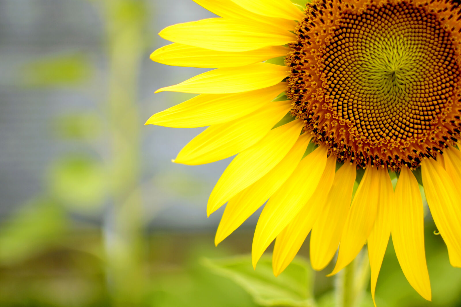 Nikon D5300 sample photo. Flower, flowers, garden, natural photography