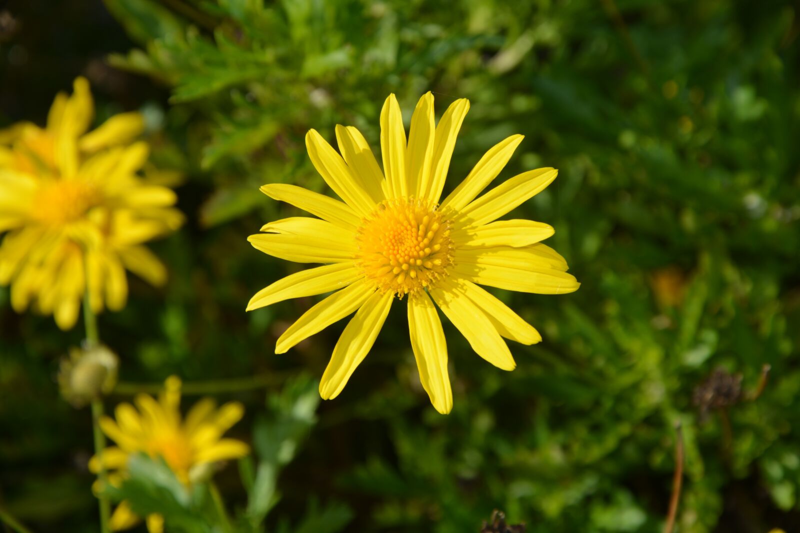 Nikon D5200 sample photo. Flower, yellow flower, daisies photography