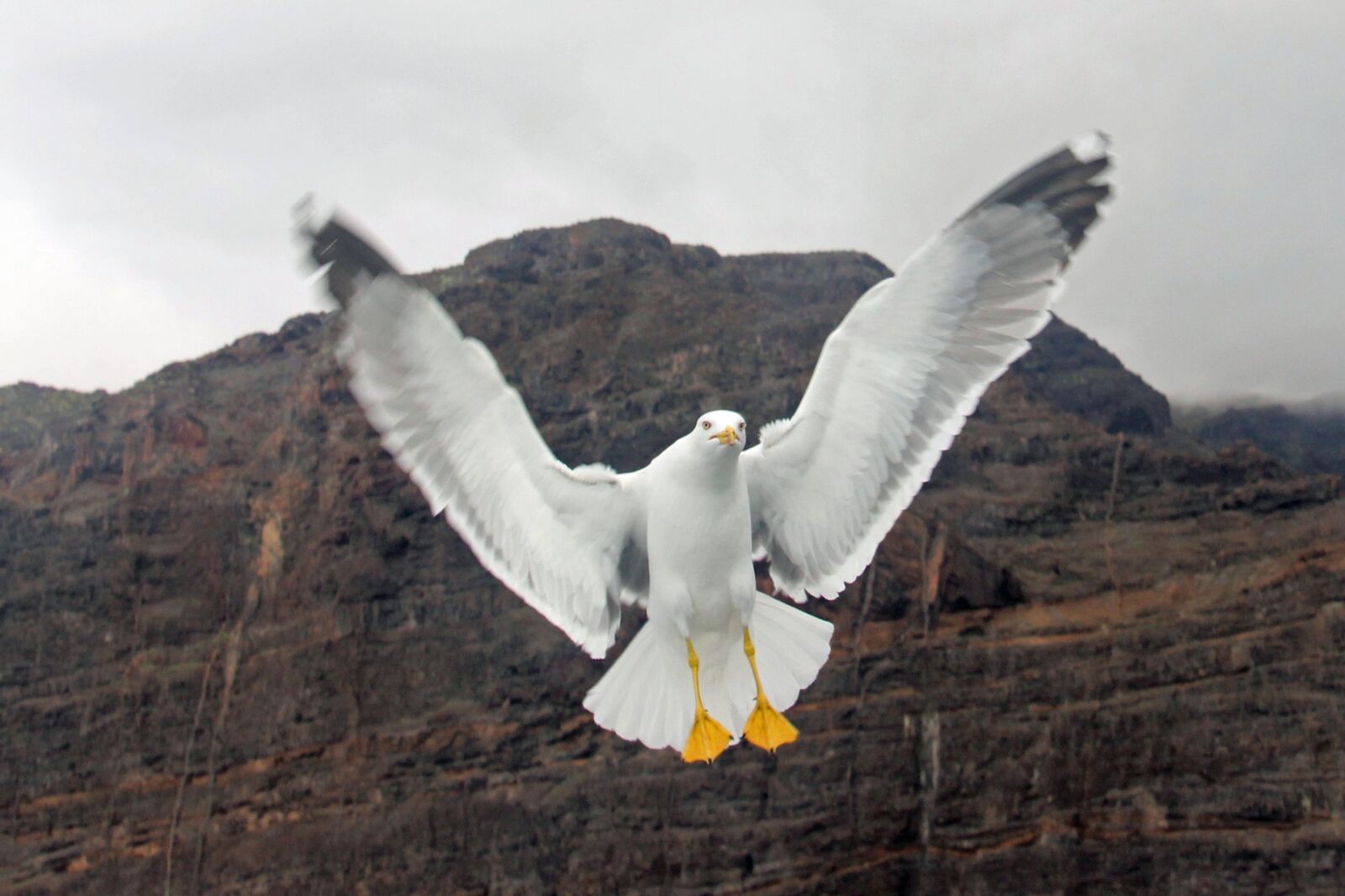 Canon EOS 600D (Rebel EOS T3i / EOS Kiss X5) sample photo. Gull, wing, bird photography