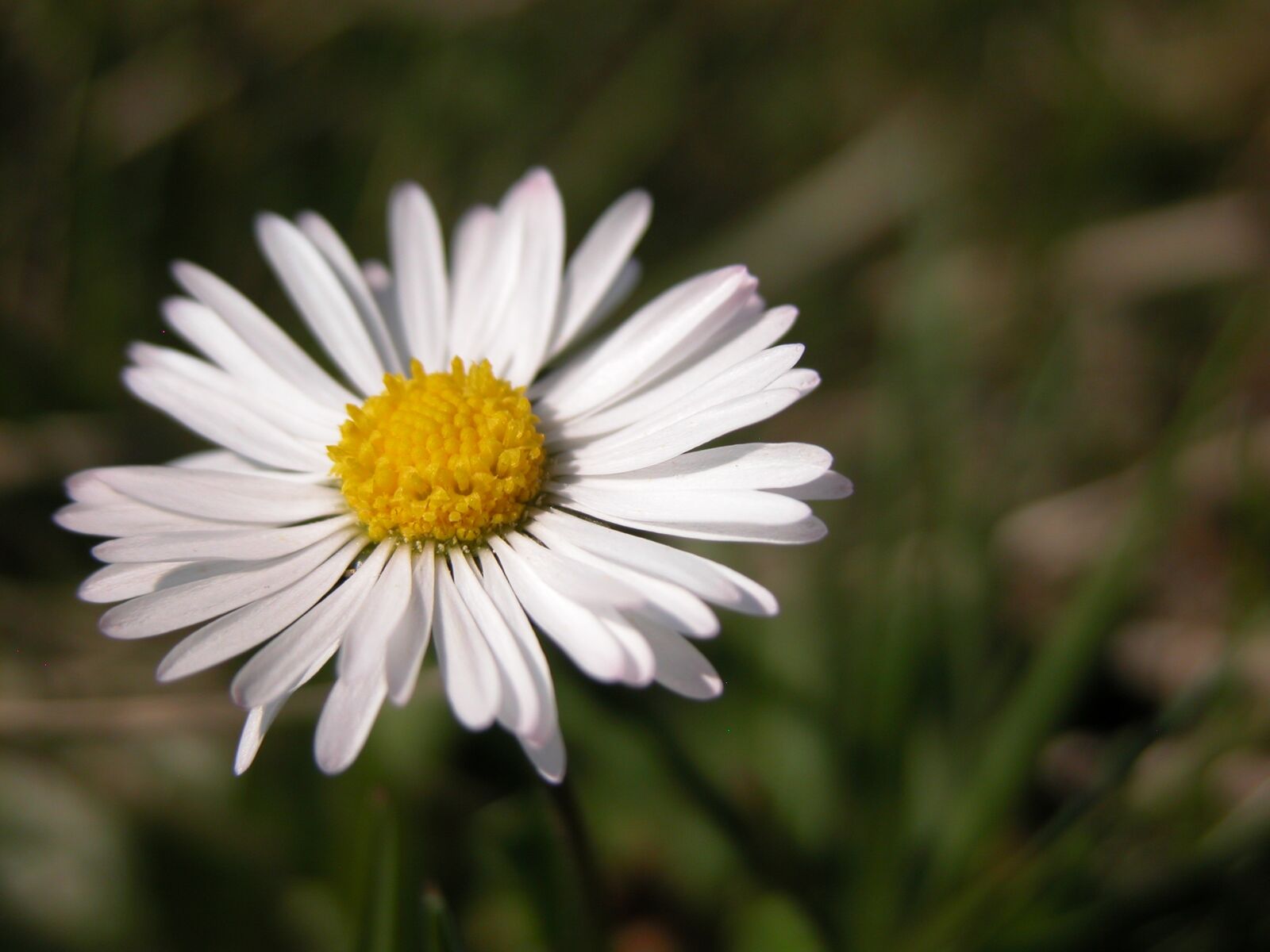 Nikon E5700 sample photo. Daisy, flower, spring photography