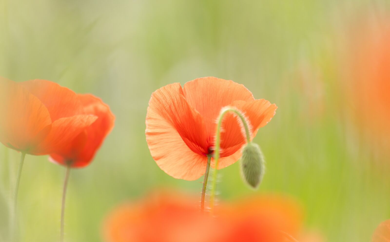 Canon EF 70-300mm F4-5.6 IS USM sample photo. Poppy, klatschmohn, red photography