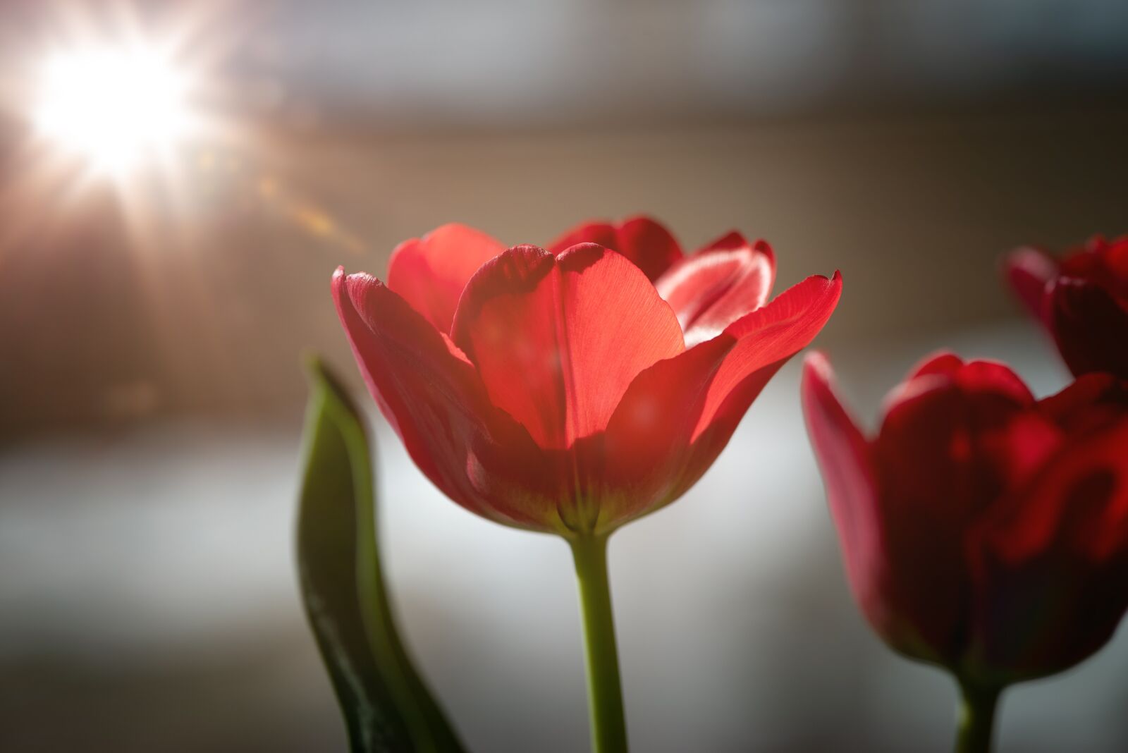 Nikon D750 sample photo. Tulip, flower, blossom photography