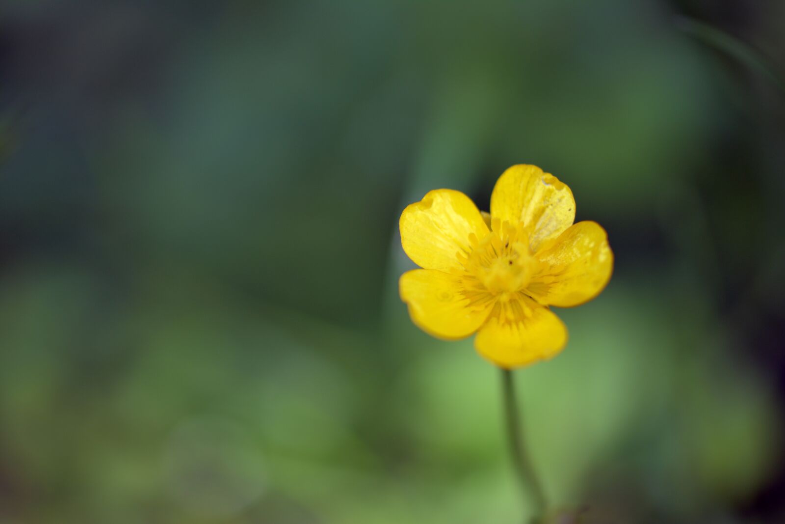 Nikon D5200 sample photo. Buttercup, green, nature photography