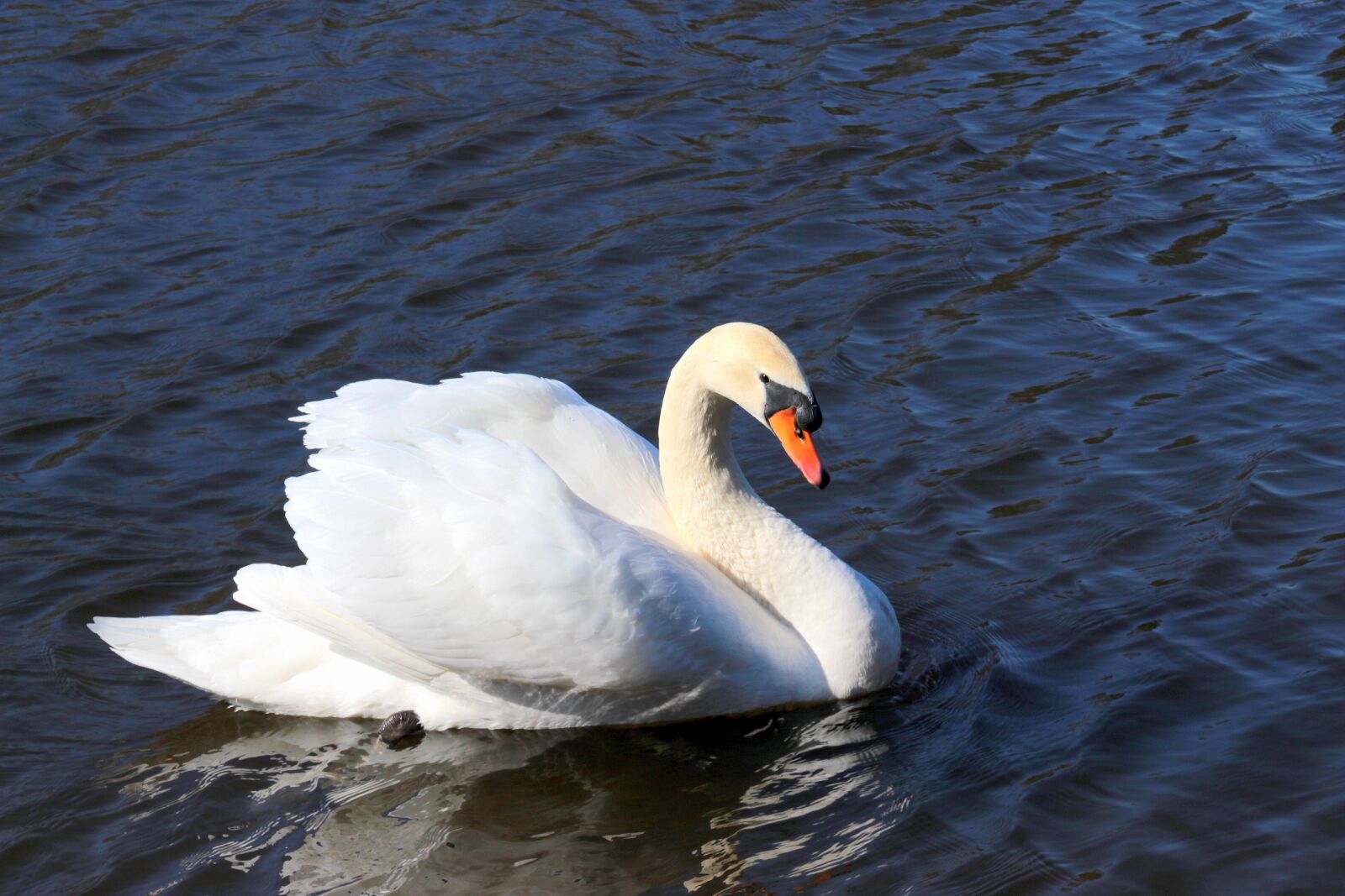 Canon EOS 650D (EOS Rebel T4i / EOS Kiss X6i) sample photo. Swan, mute swan, cygnus photography