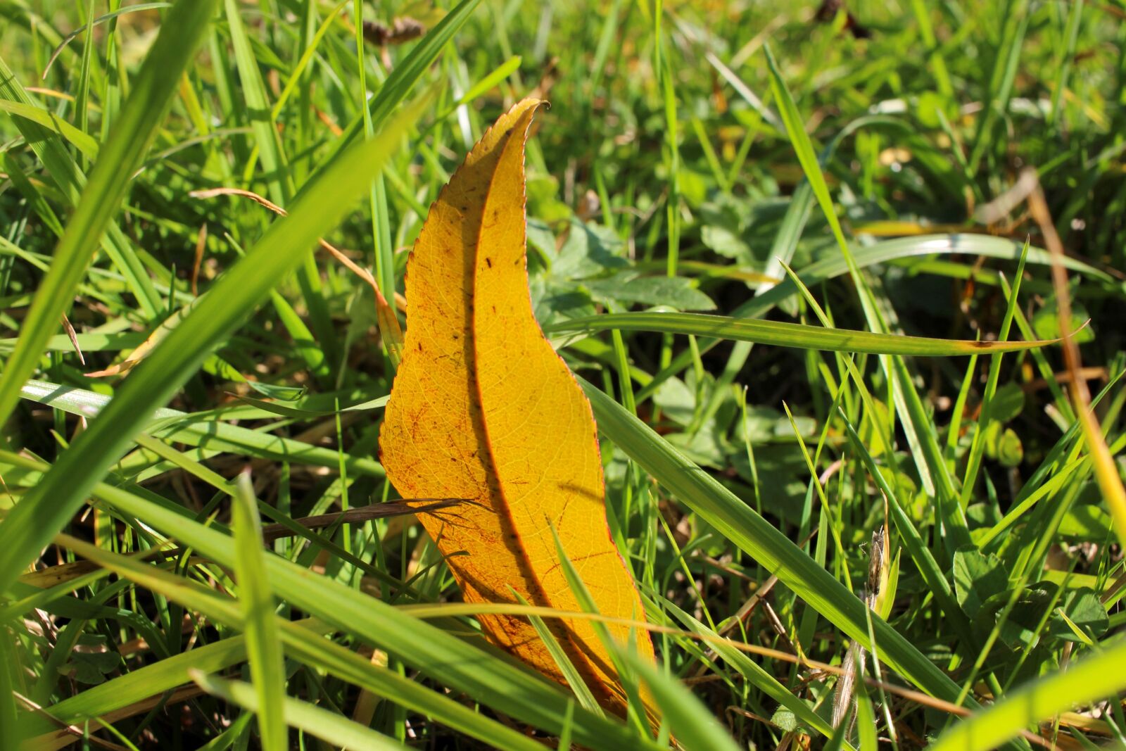 Canon EF-S 24mm F2.8 STM sample photo. Grass, meadow, leaf photography