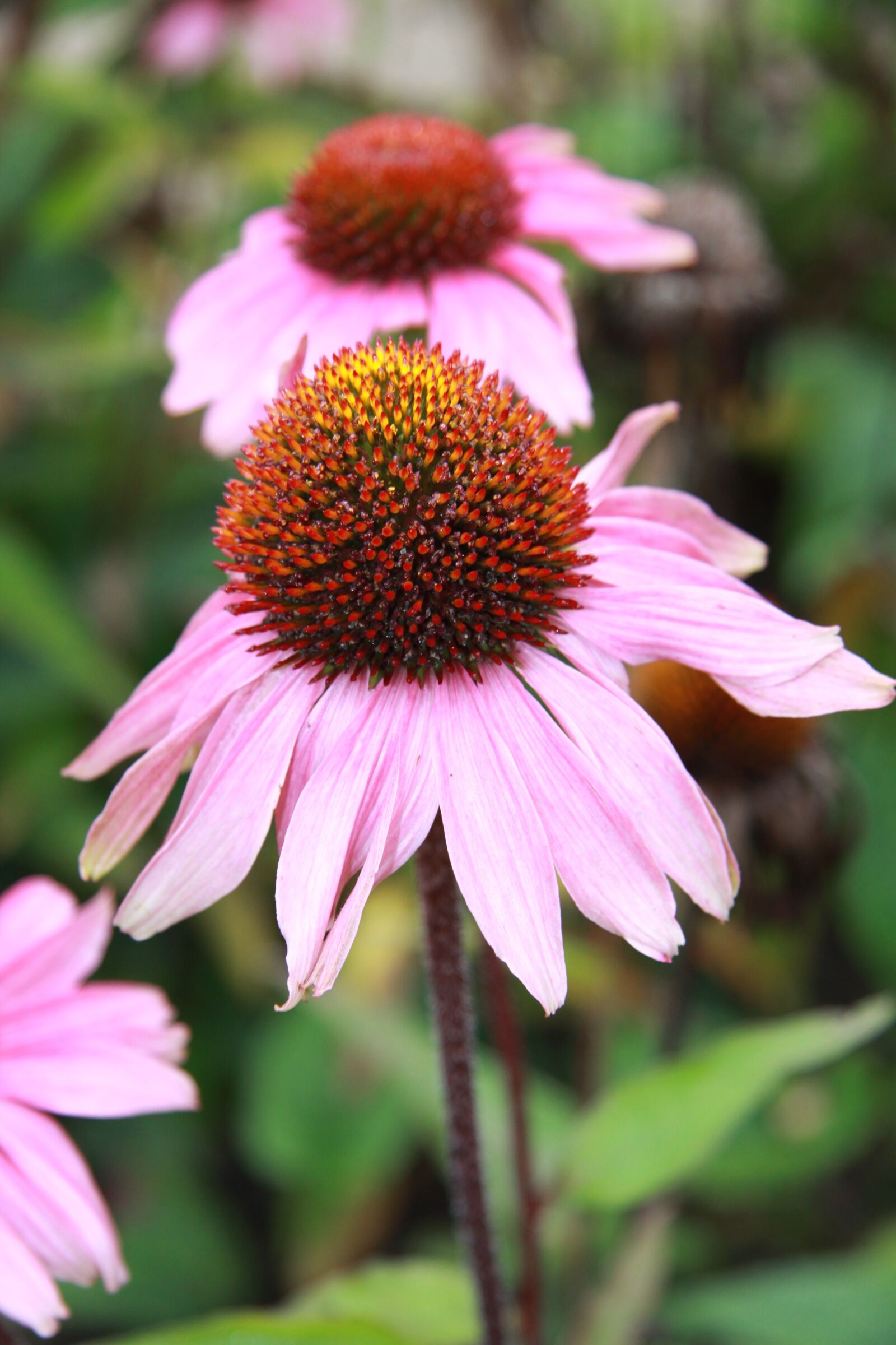 Canon EOS 50D sample photo. Flowers, pink, autumn photography