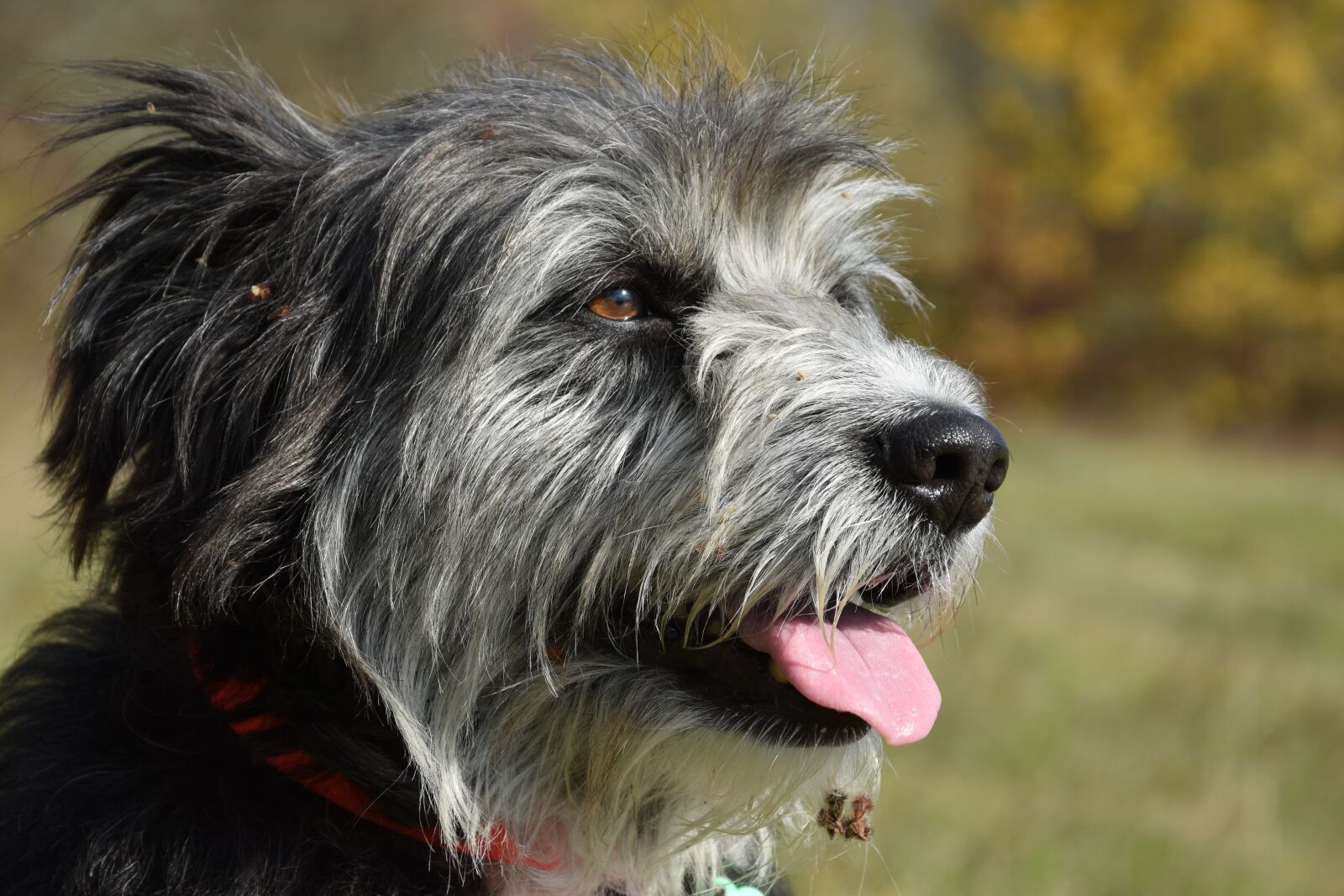 Nikon D3500 sample photo. Dog, profile, portrait photography