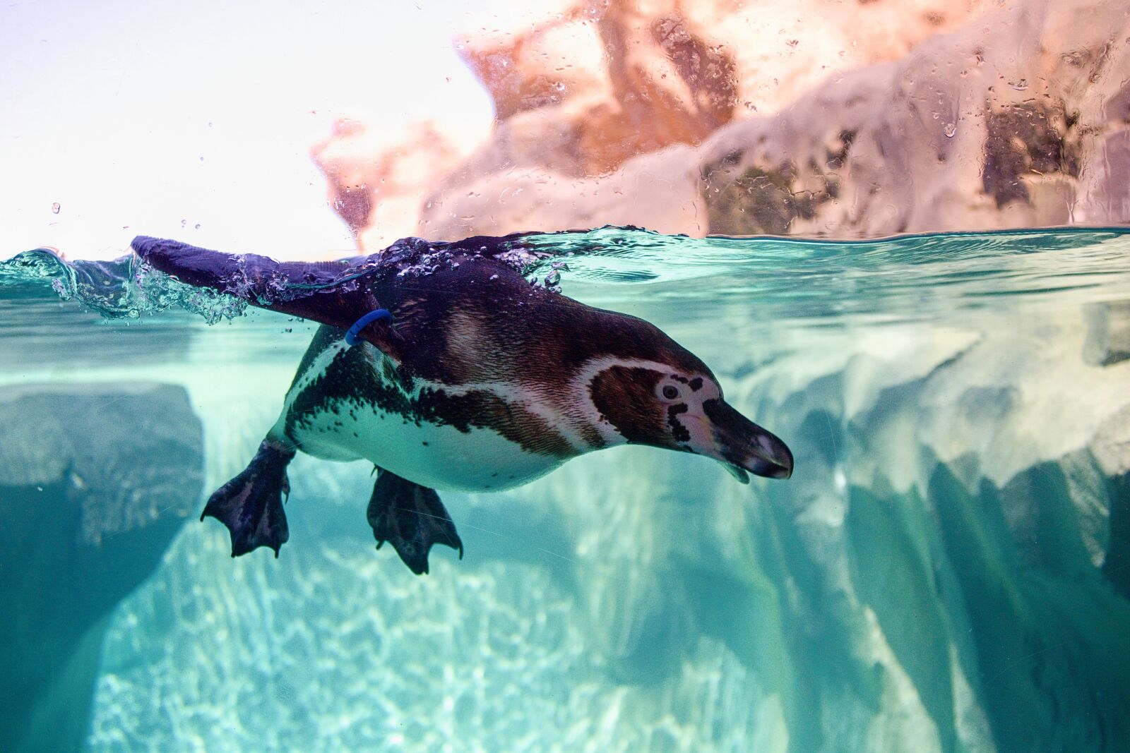 Canon EOS 1100D (EOS Rebel T3 / EOS Kiss X50) sample photo. Penguin, water, sea photography