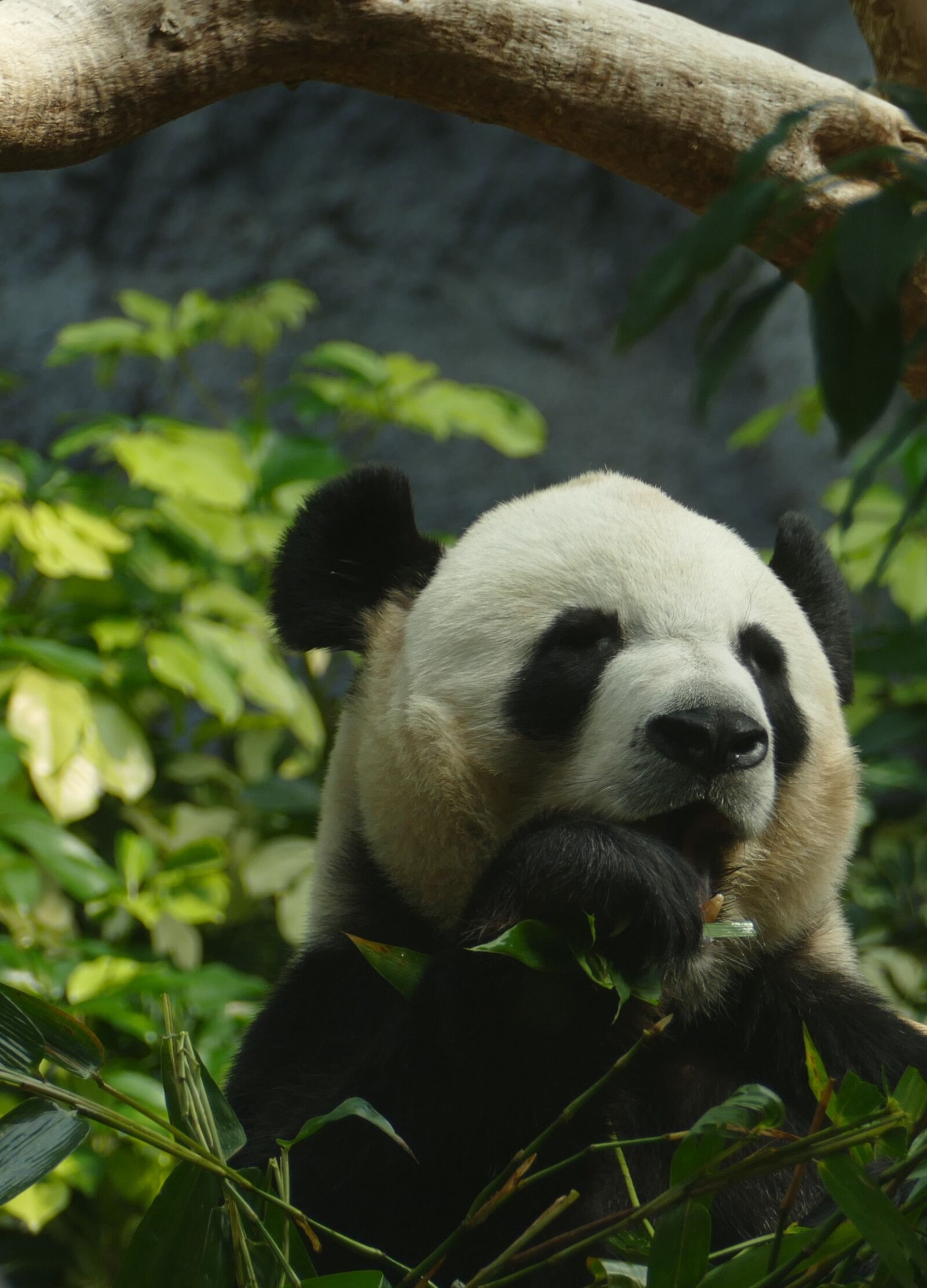 Panasonic Lumix DMC-FZ1000 sample photo. Panda, bear, head drawing photography