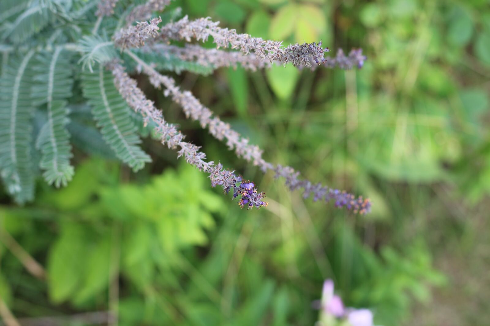 Canon EOS 1200D (EOS Rebel T5 / EOS Kiss X70 / EOS Hi) sample photo. Lead, plant, flower photography
