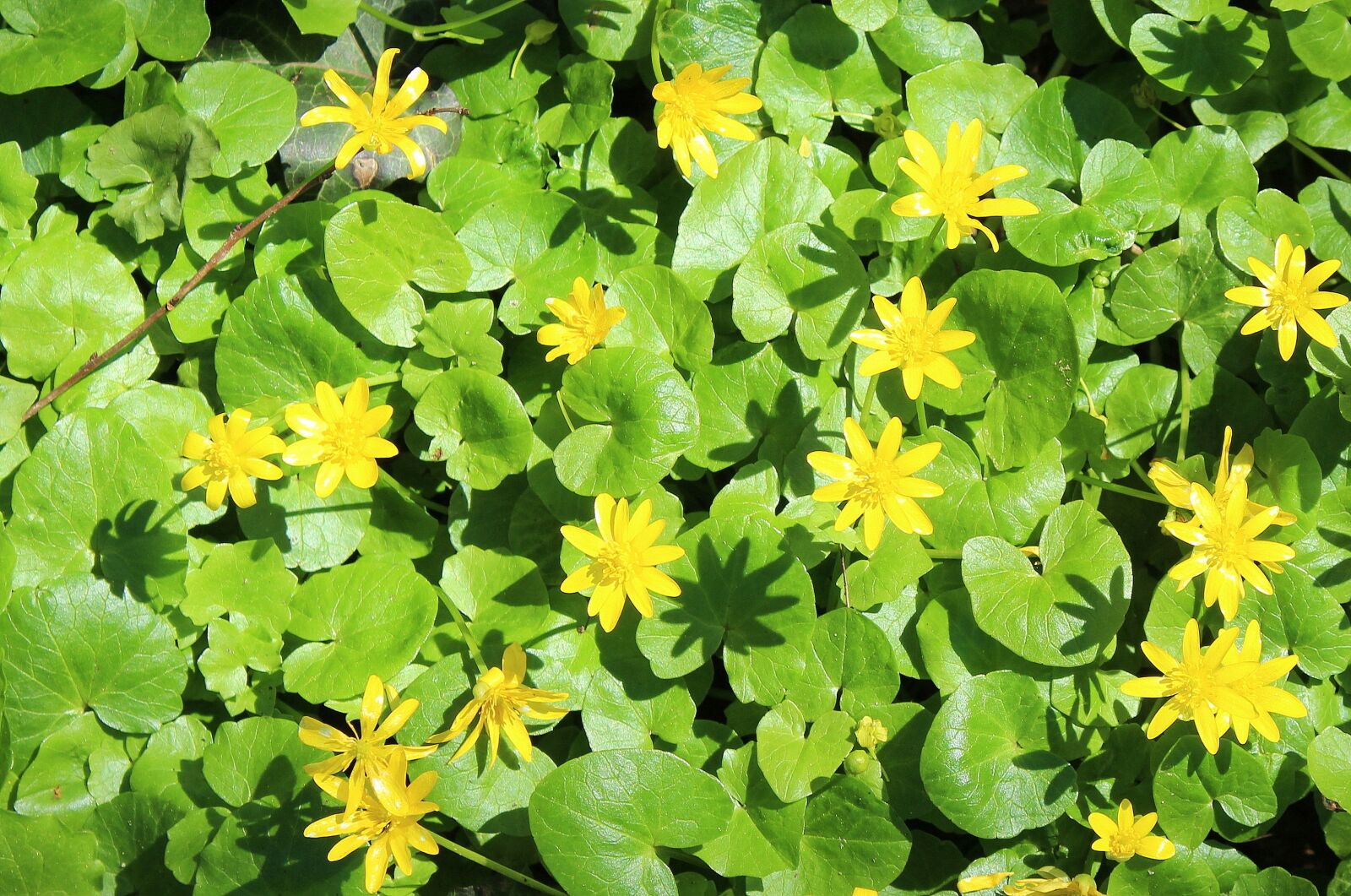 Canon EOS 1200D (EOS Rebel T5 / EOS Kiss X70 / EOS Hi) sample photo. Flower, spring, park photography