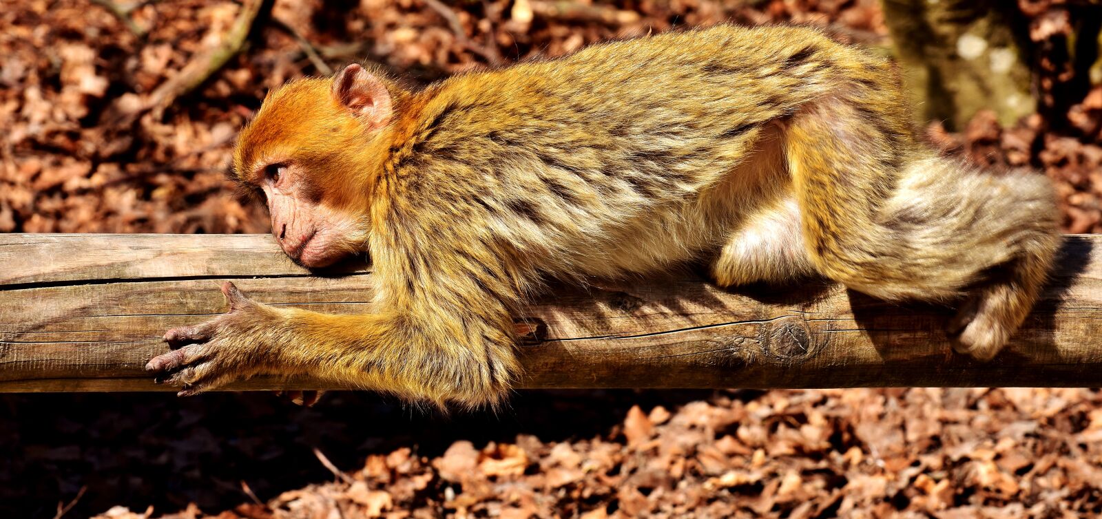 Nikon D7200 sample photo. Barbary ape, lying, rest photography