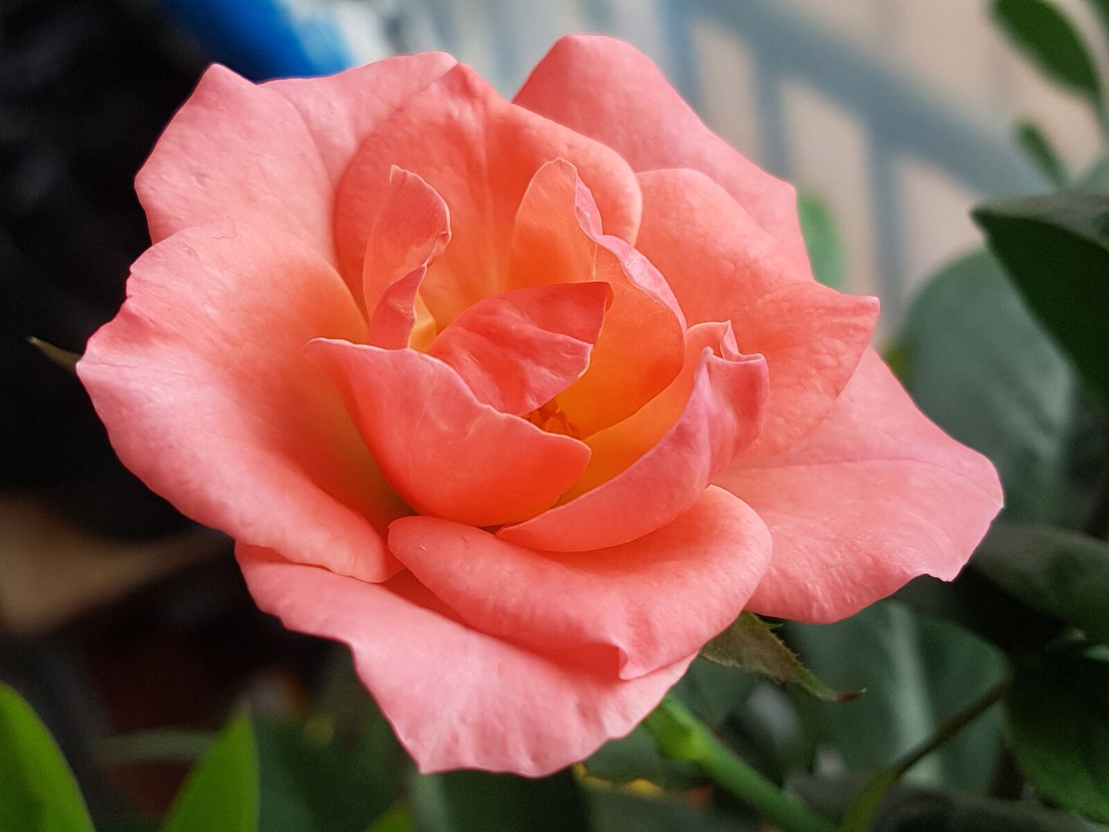 Samsung Galaxy S7 sample photo. City of roses, flowers photography