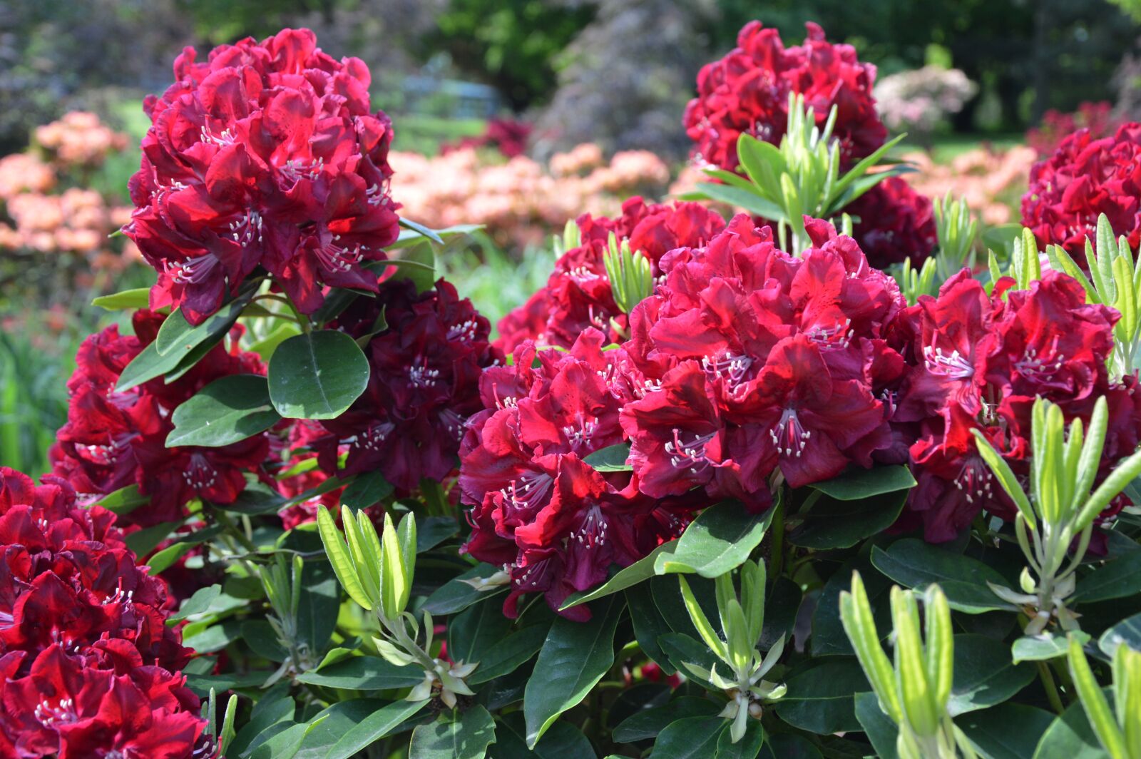 Nikon D3200 sample photo. Nature, plant, rhododendron photography