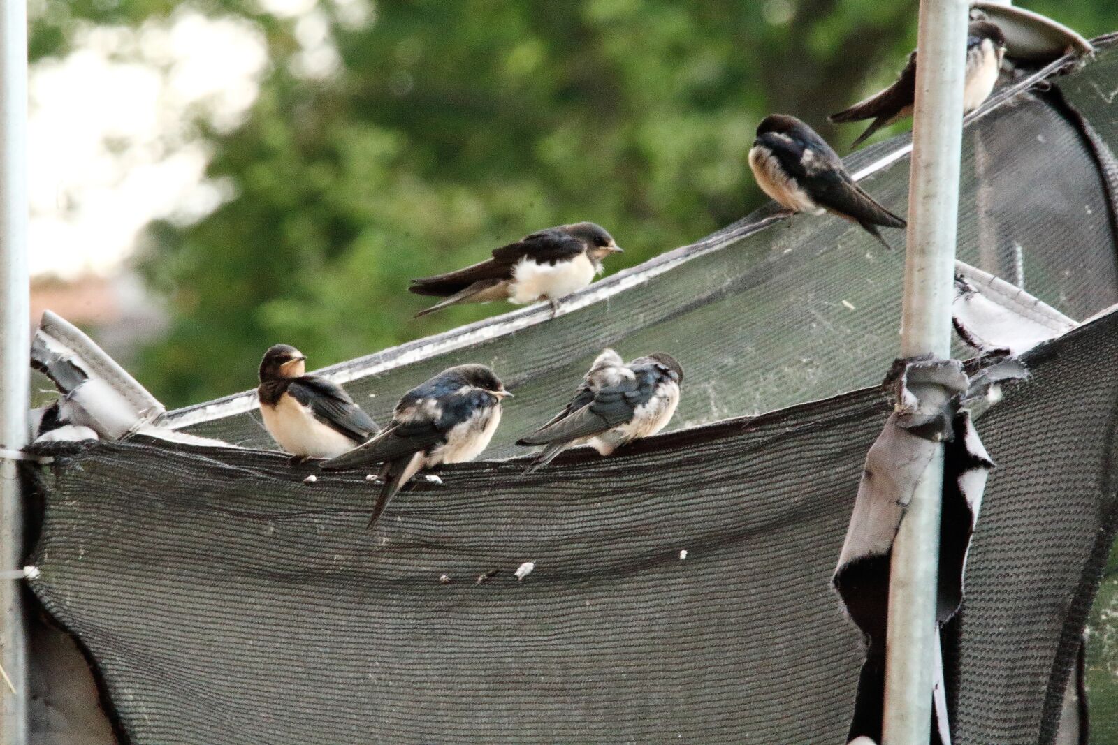 Canon EOS 1200D (EOS Rebel T5 / EOS Kiss X70 / EOS Hi) + Tamron SP 150-600mm F5-6.3 Di VC USD sample photo. Young swallows, trampoline net photography