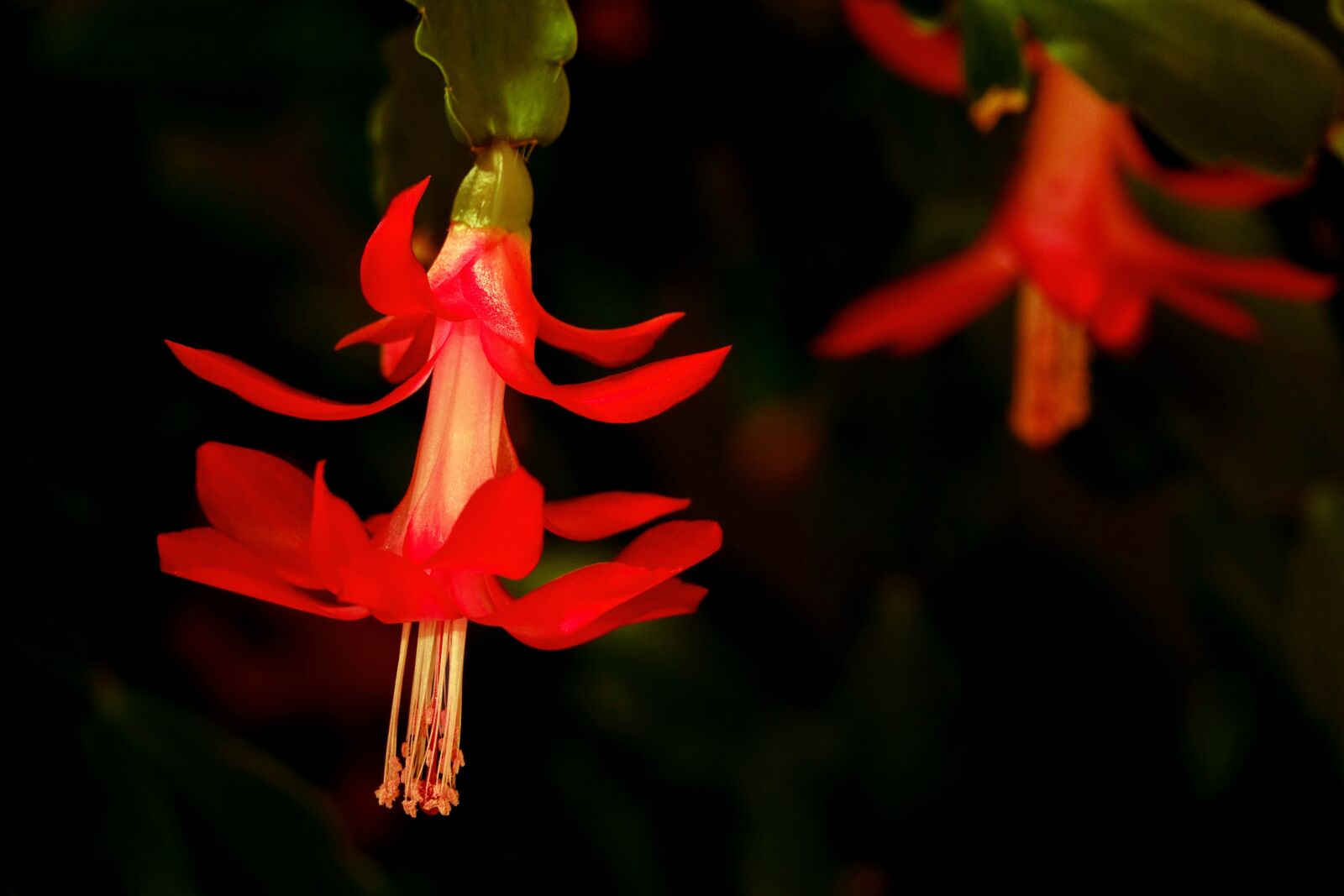 Sony Cyber-shot DSC-RX10 III sample photo. Plant, cactus, weihnachtskaktus photography