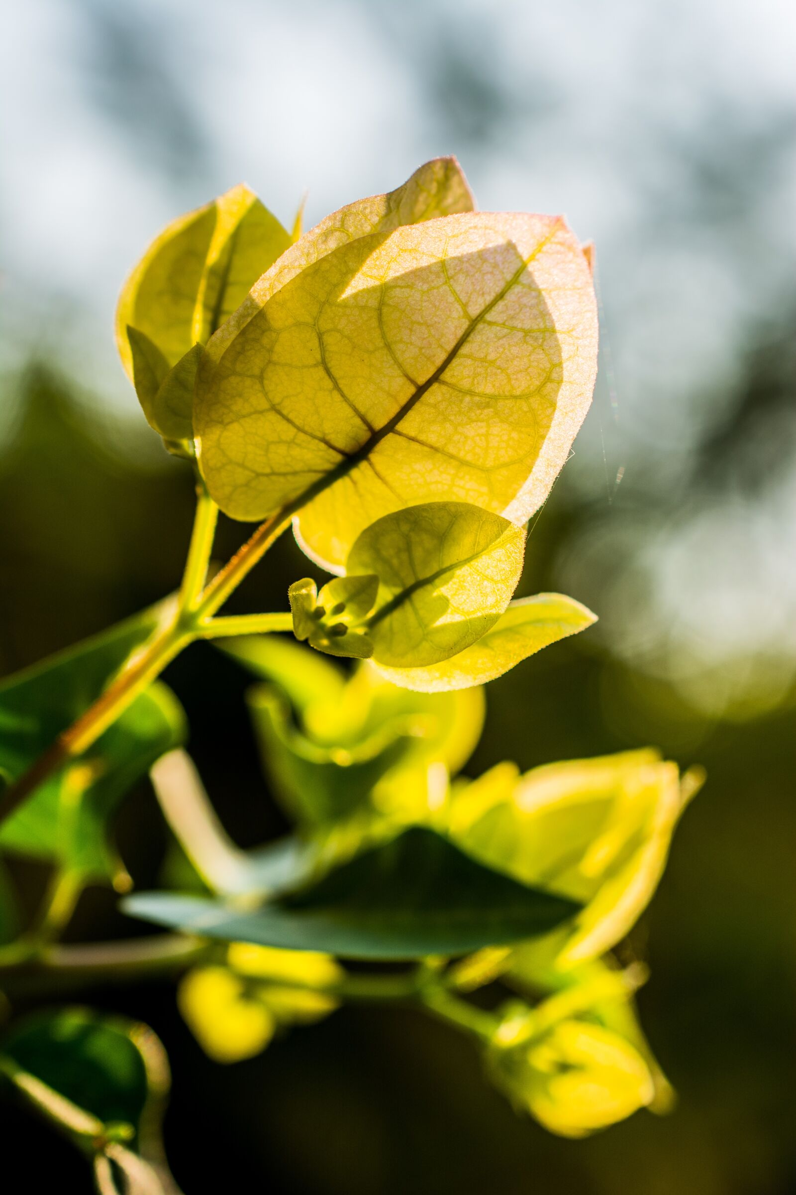 Nikon D5200 sample photo. Blossom, bloom, flower photography