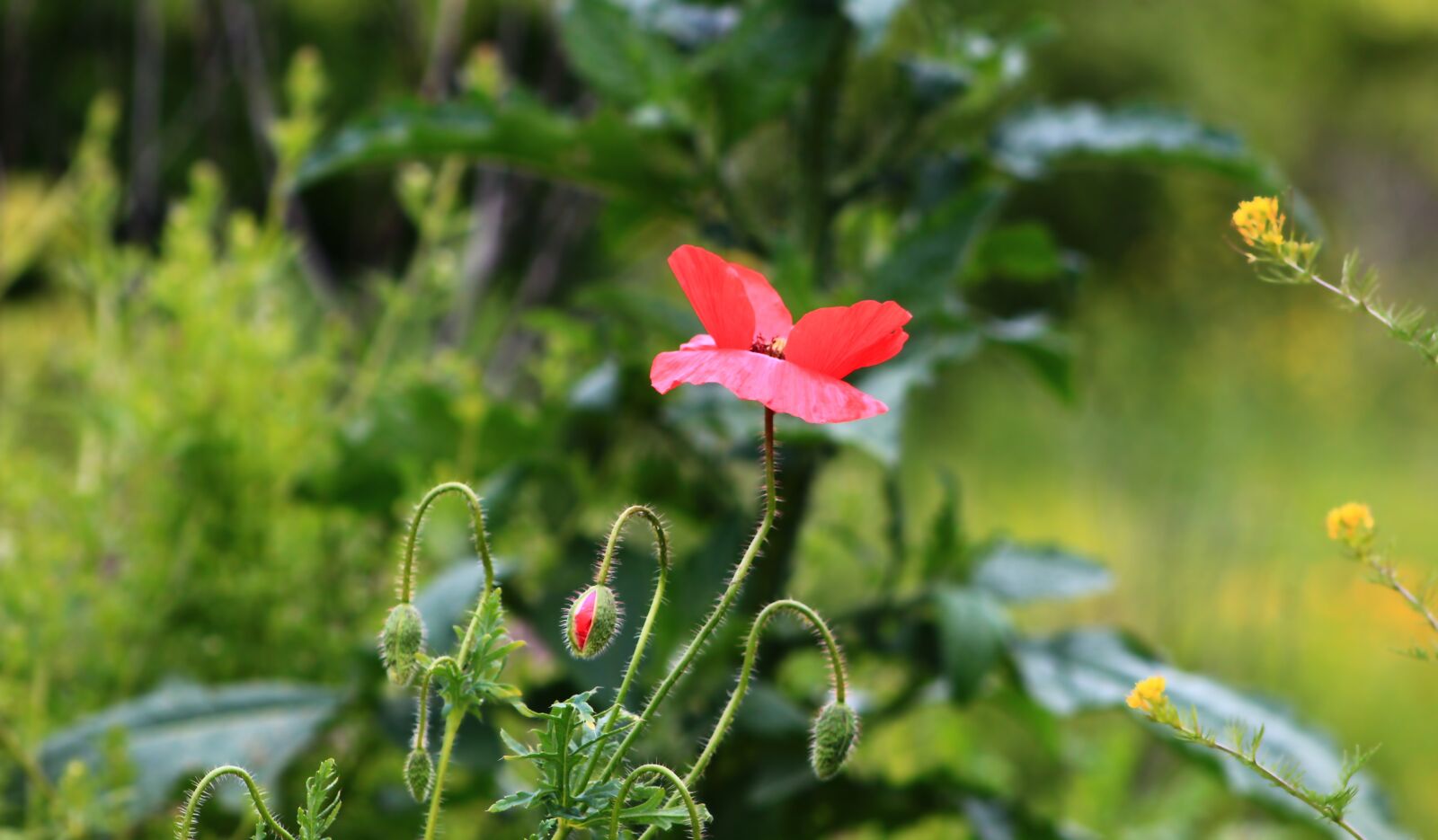 Canon EOS 4000D (EOS Rebel T100 / EOS 3000D) sample photo. Nature, plants, poppies photography