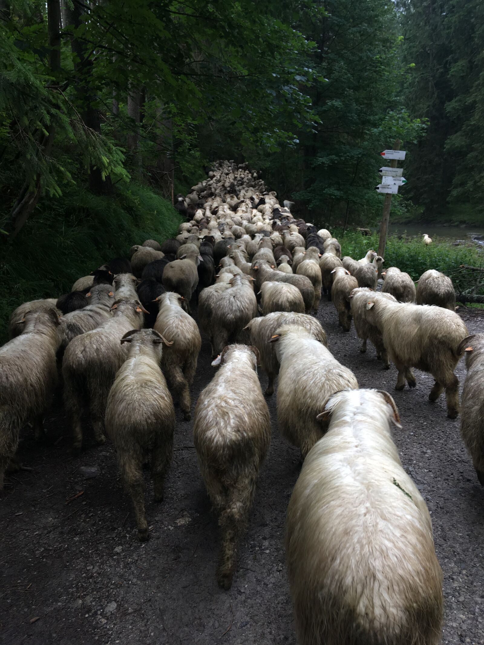 Apple iPhone SE sample photo. Sheep, mountain, poland photography