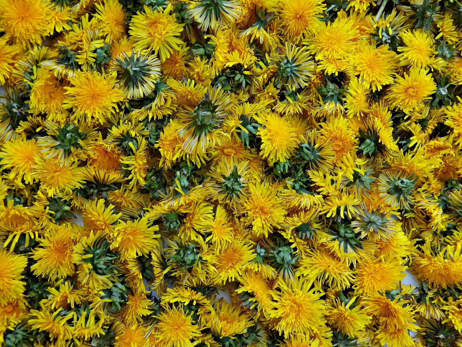 Sony Cyber-shot DSC-H90 sample photo. Dandelion, flowers, bloom photography