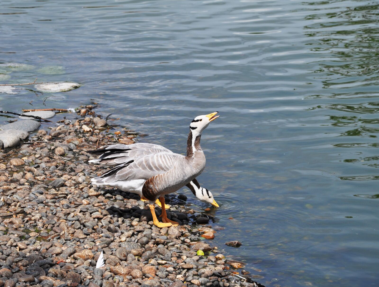 Nikon D5000 sample photo. Summer, birds, nature photography
