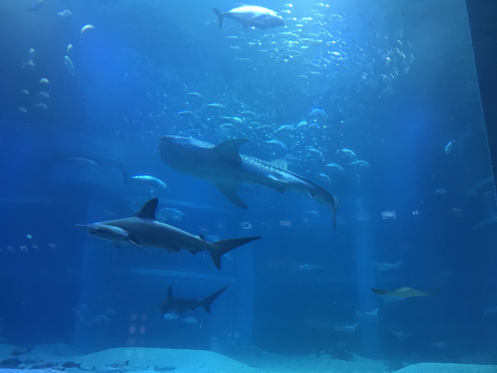 iPhone 7 back camera 3.99mm f/1.8 sample photo. Shark, ocean pavilion, fish photography