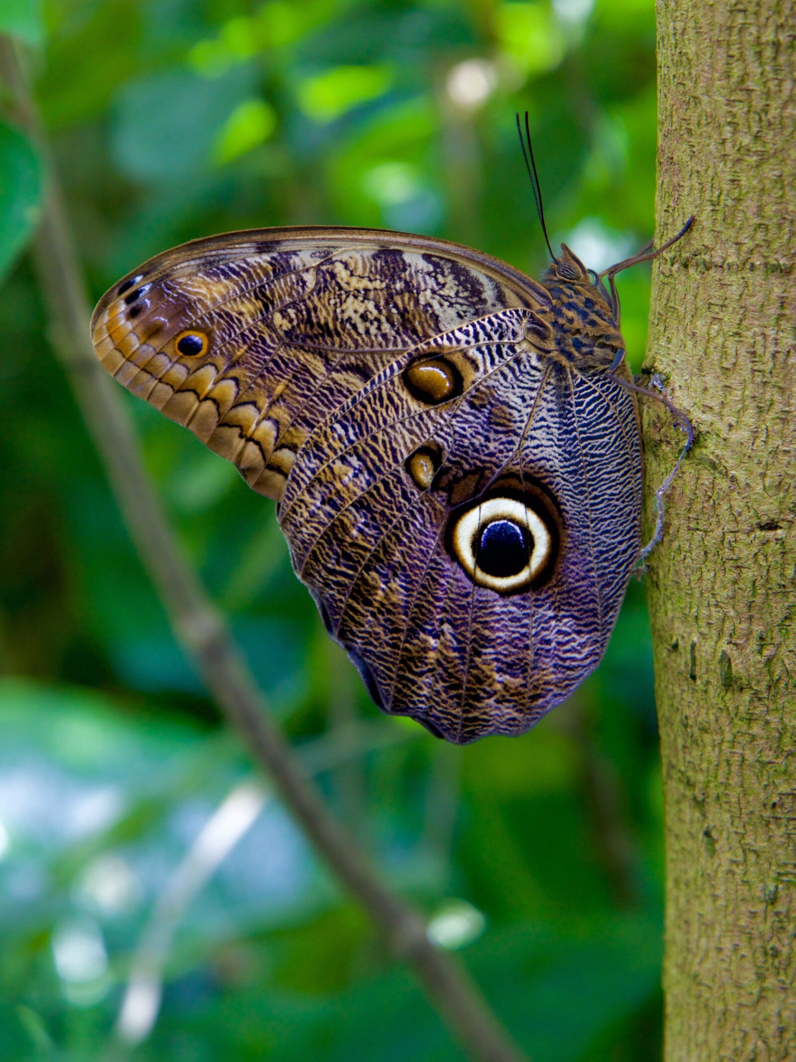 Canon EOS 70D sample photo. Butterfly, insect, nature photography