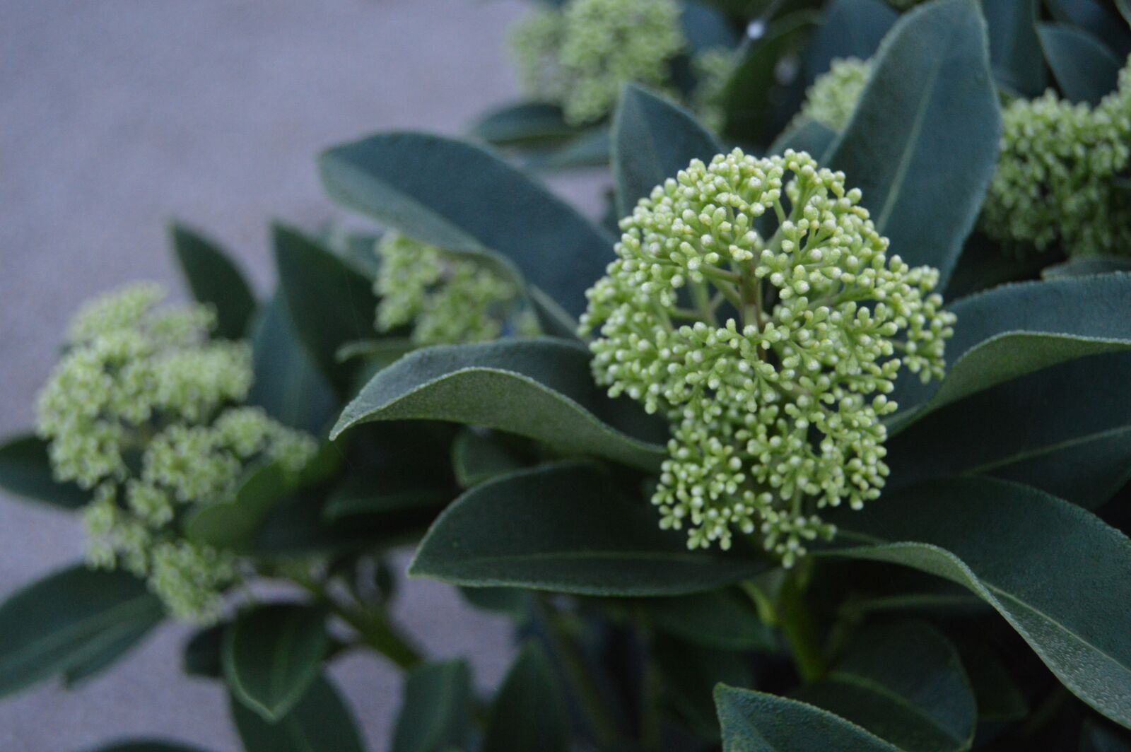 Nikon D3200 sample photo. Nature, green, white photography