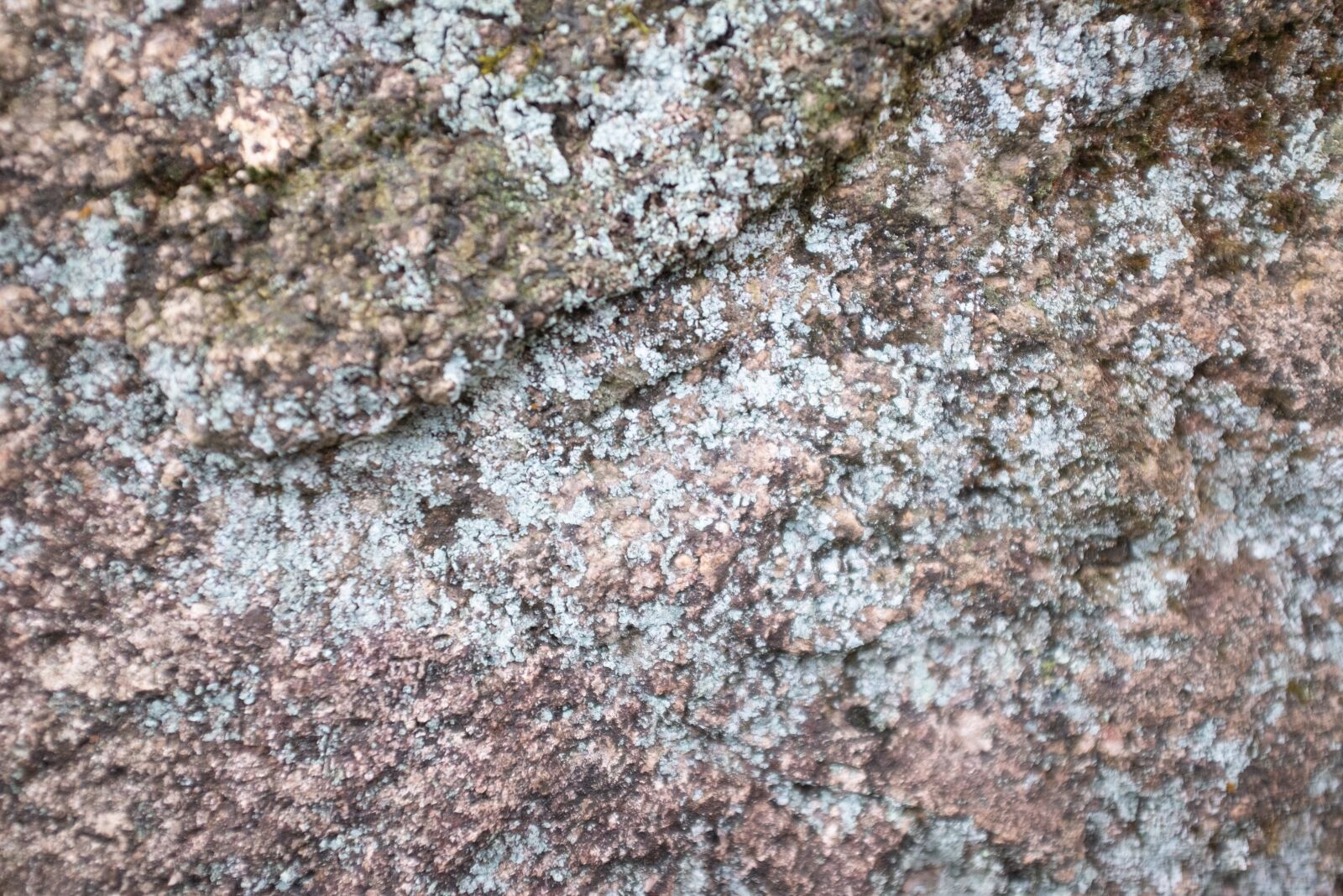 Fujifilm X100T sample photo. Lichen, rock, texture photography
