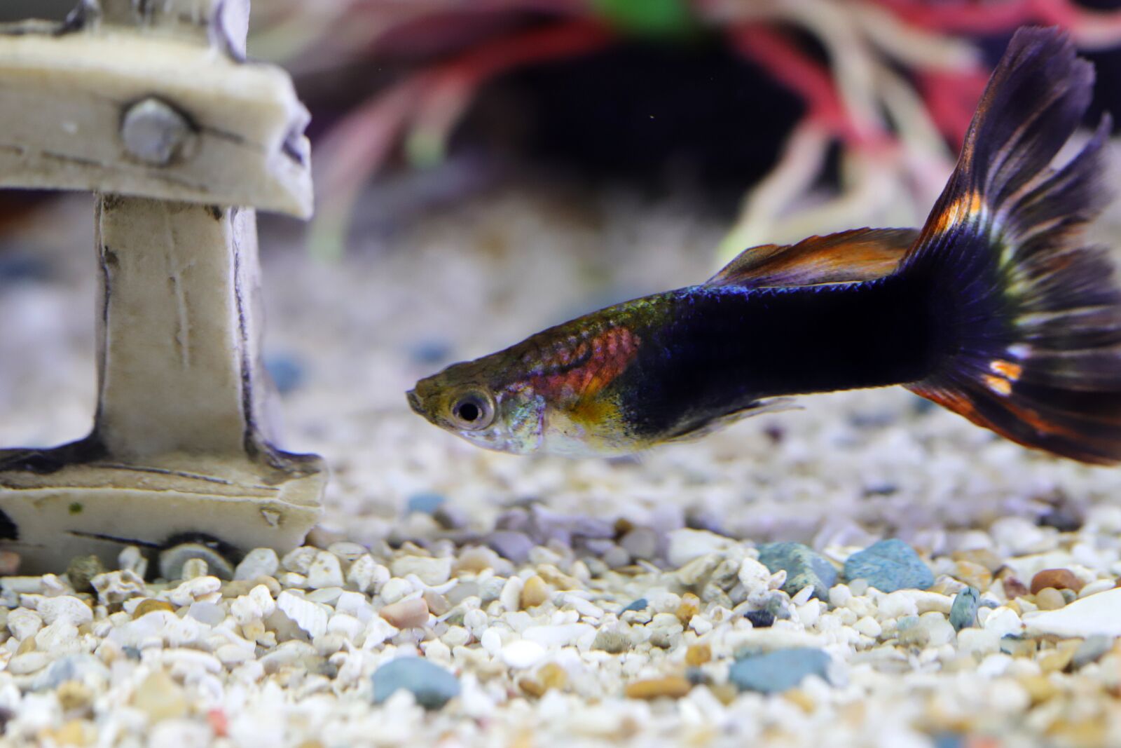 Canon EOS 6D Mark II sample photo. Goofy, tropical fish, fish photography