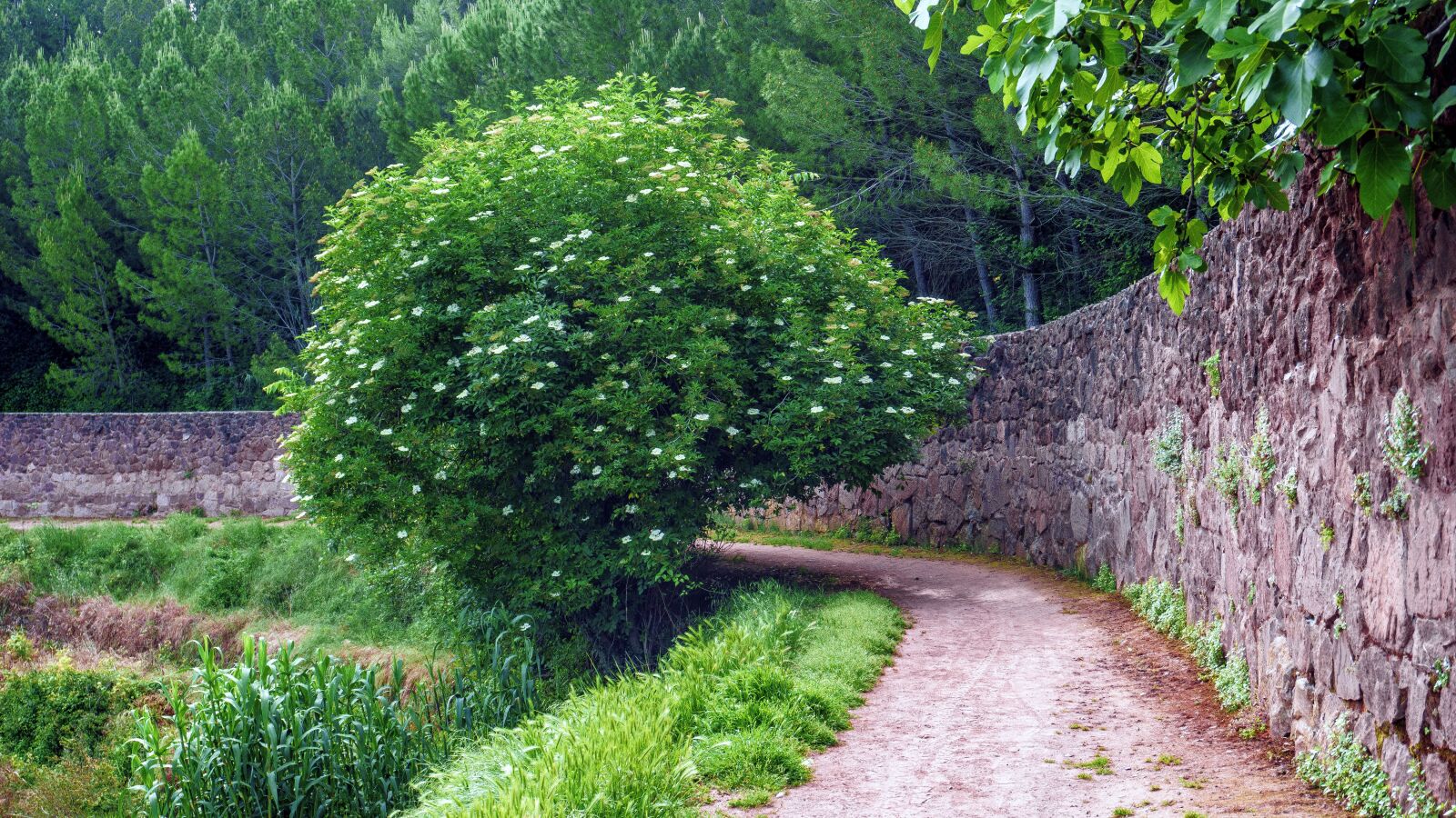 Sony a6000 sample photo. Nature, landscape, path photography