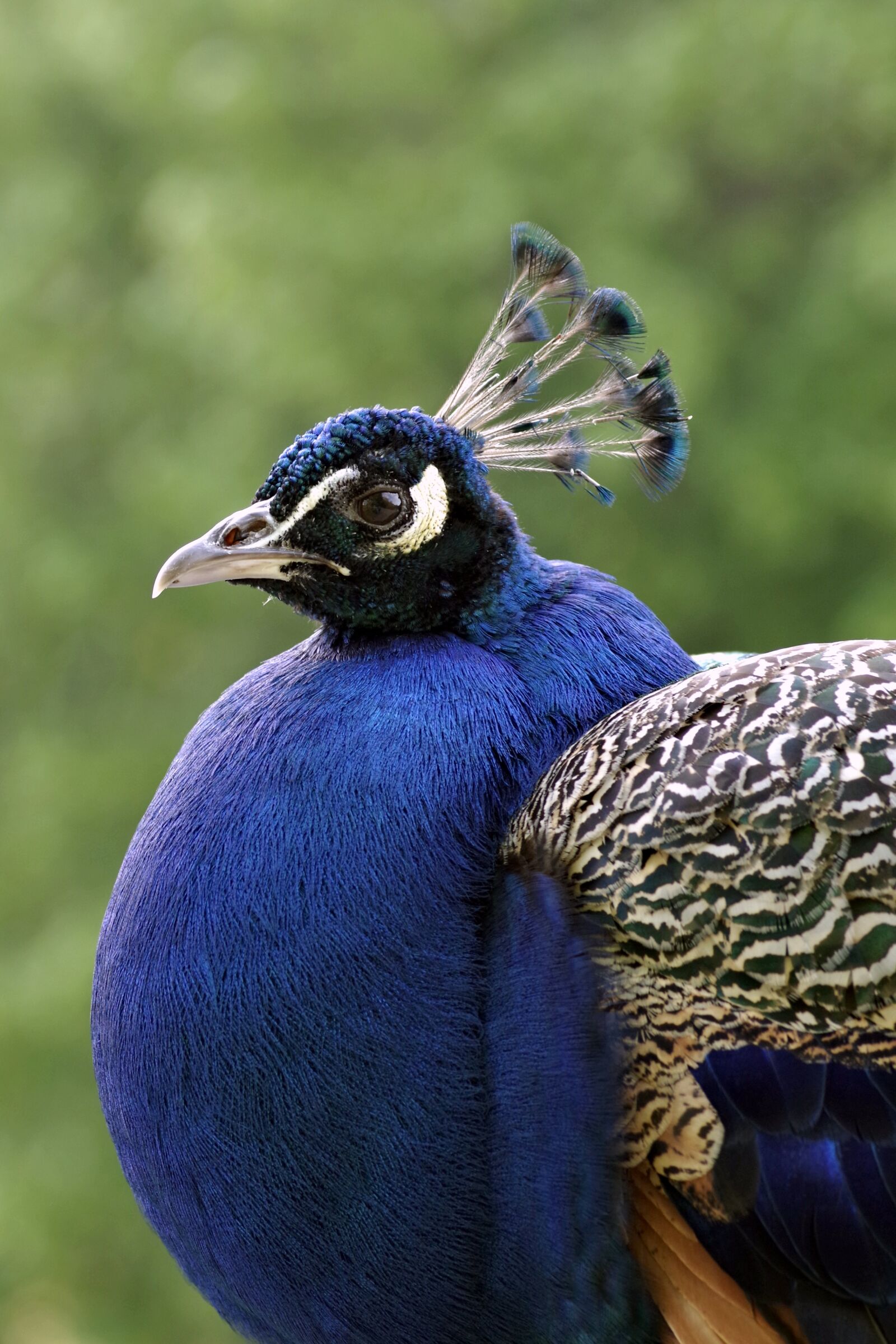 Pentax K-S2 sample photo. Peacock, bird, blue photography