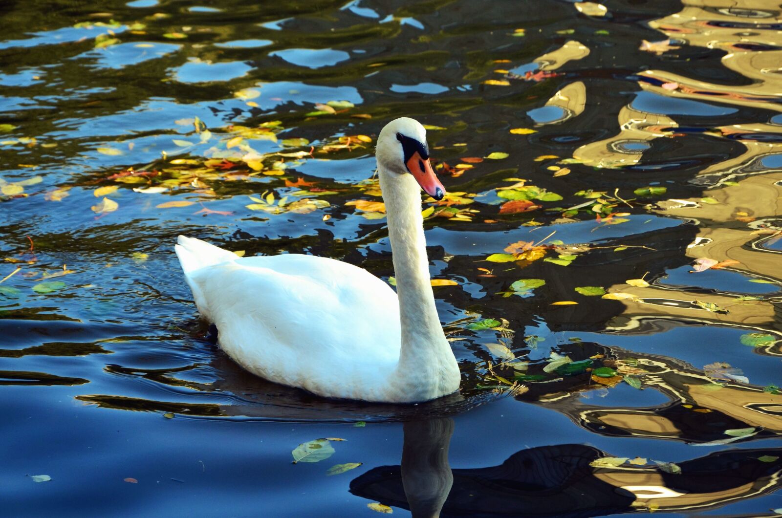 Nikon D5100 sample photo. Feather, water, lake, reflection photography