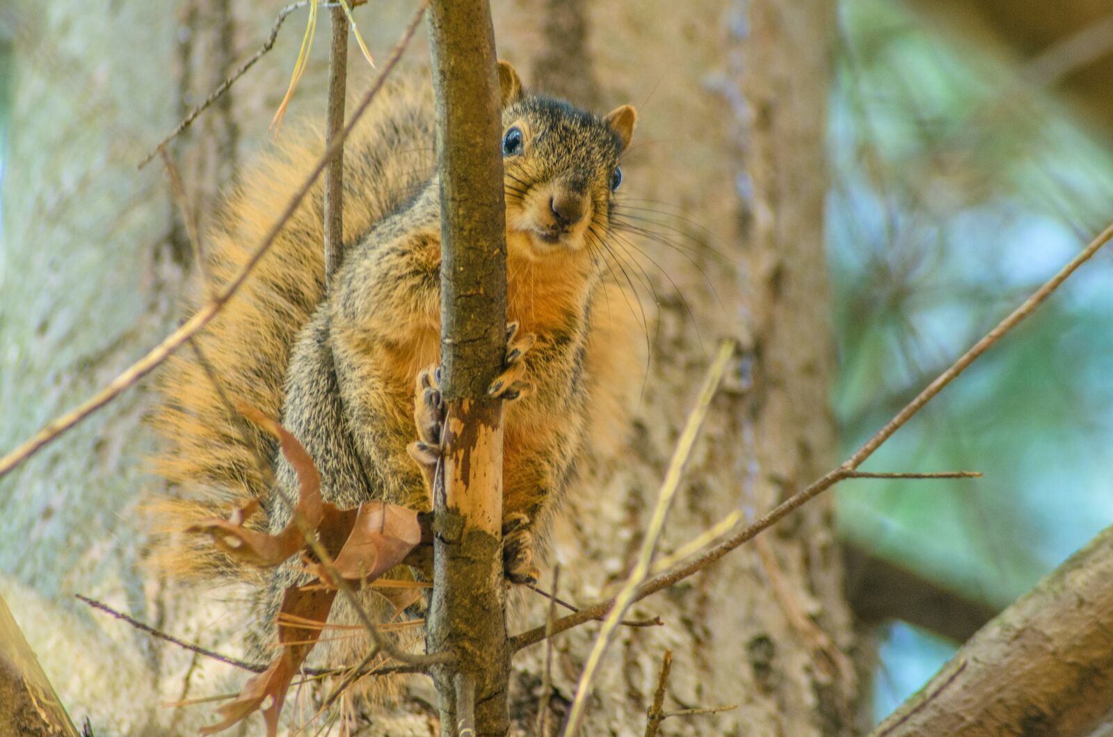 Nikon D7000 sample photo. Squirrel, tree, animal photography